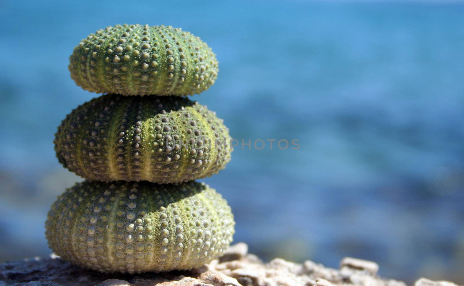 three sea urchins by furzyk73