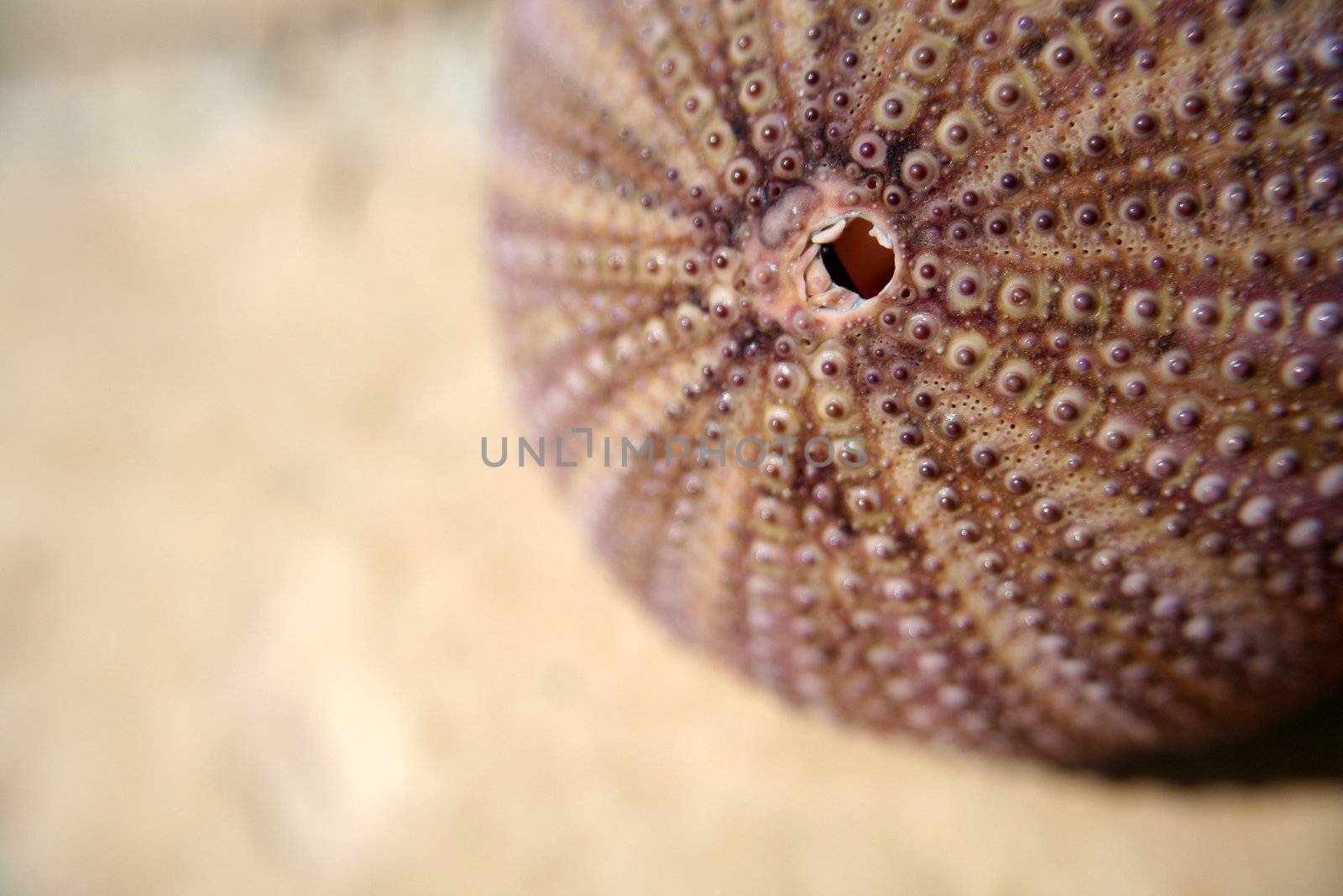 sea urchin by furzyk73