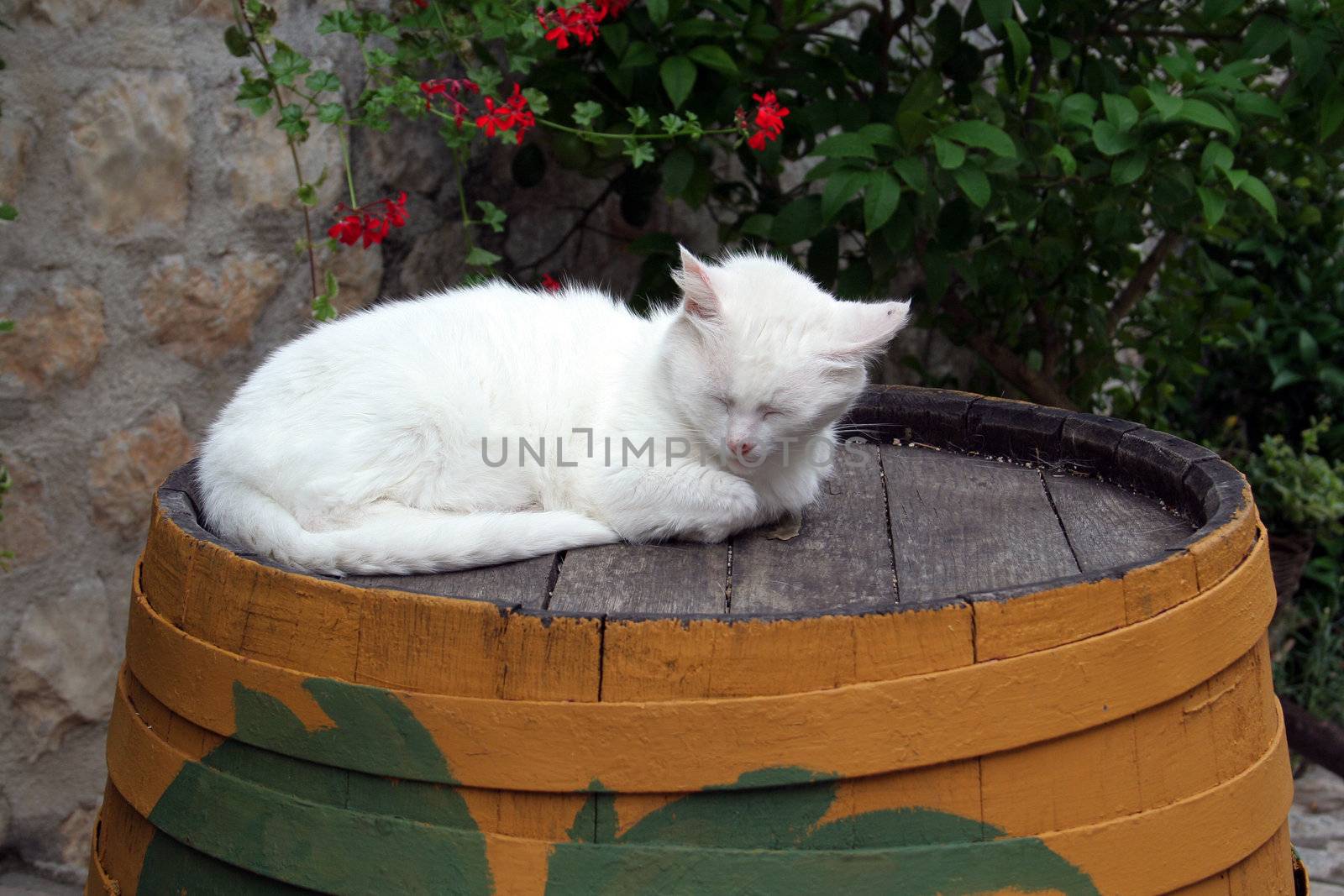 cat sleeping on the barrel in Ston (Croatia)