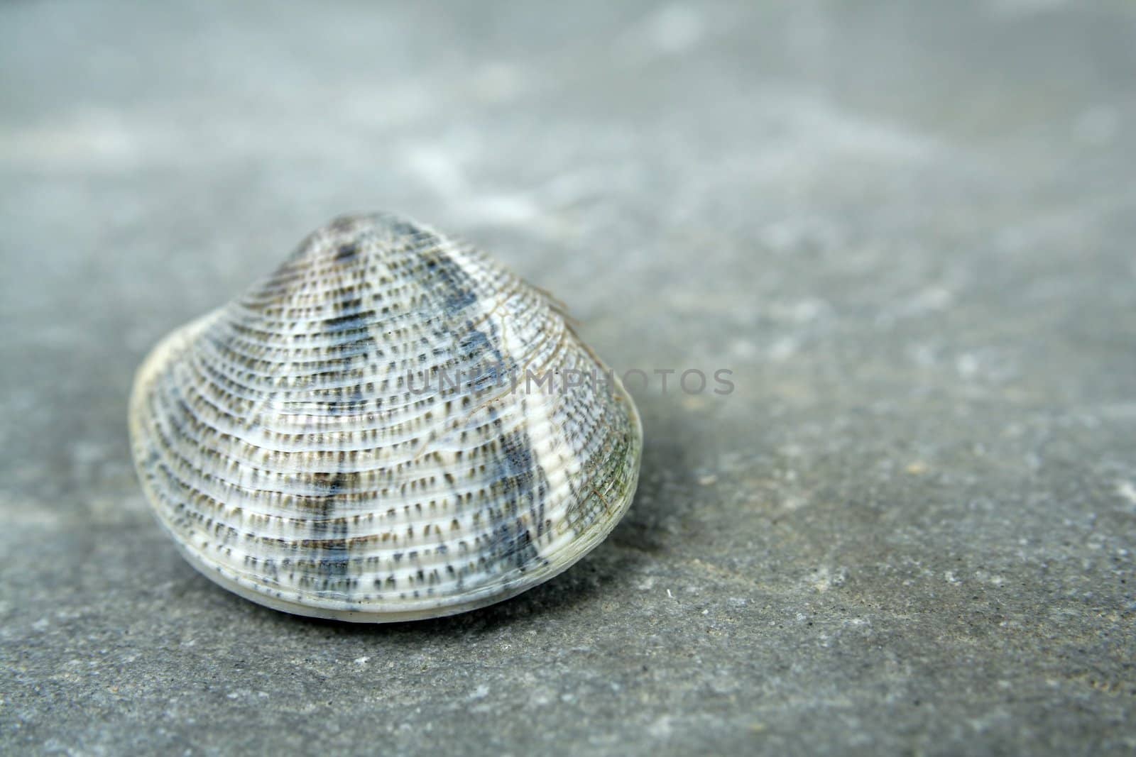 a small shell founf in the sea