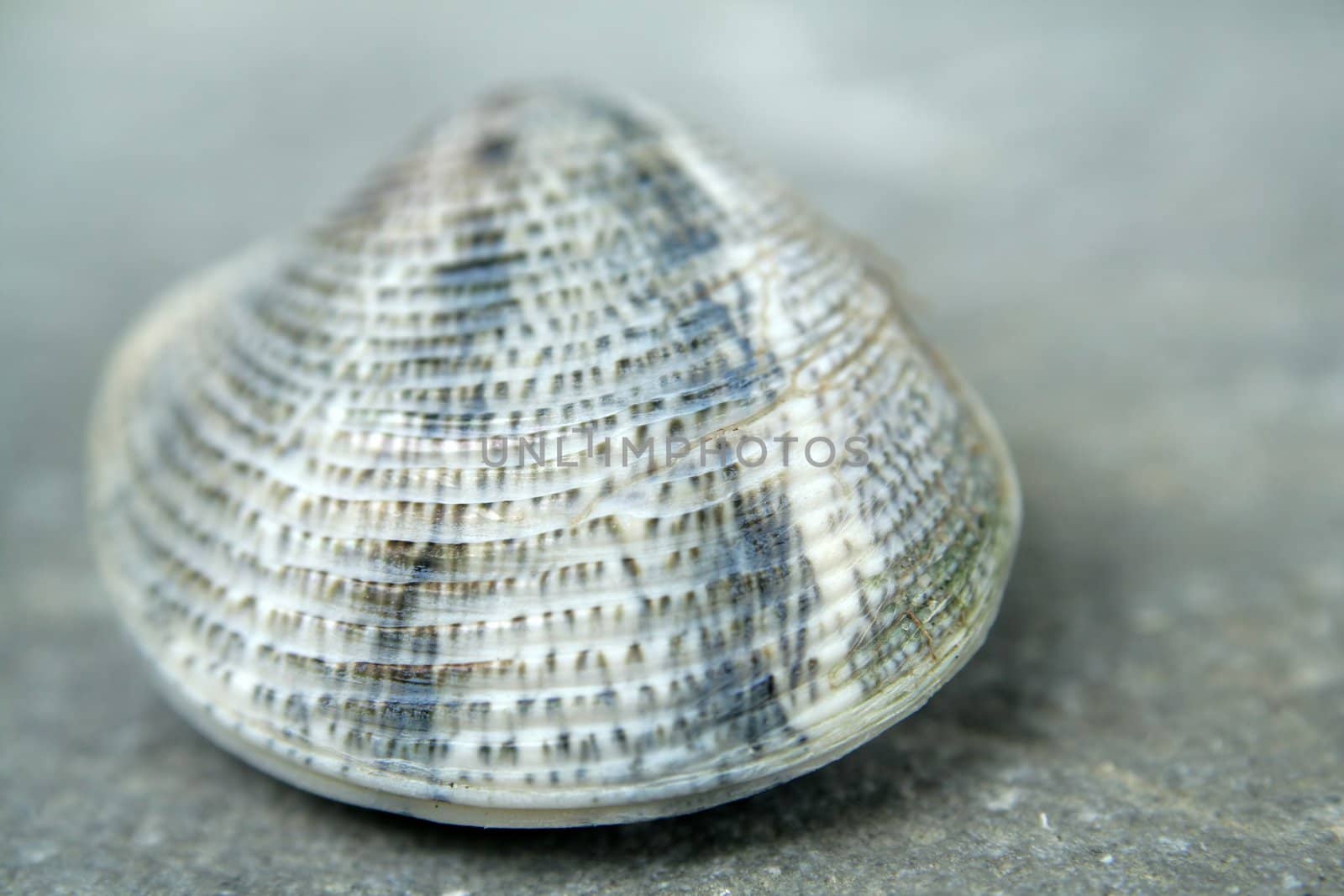 a small shell by furzyk73