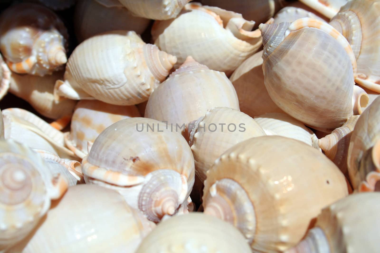 plenty of snail shells  by furzyk73