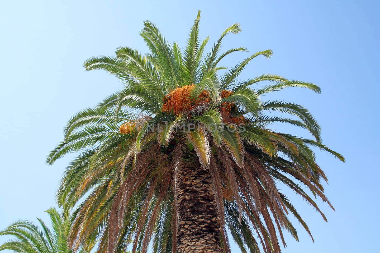 palm tree by furzyk73