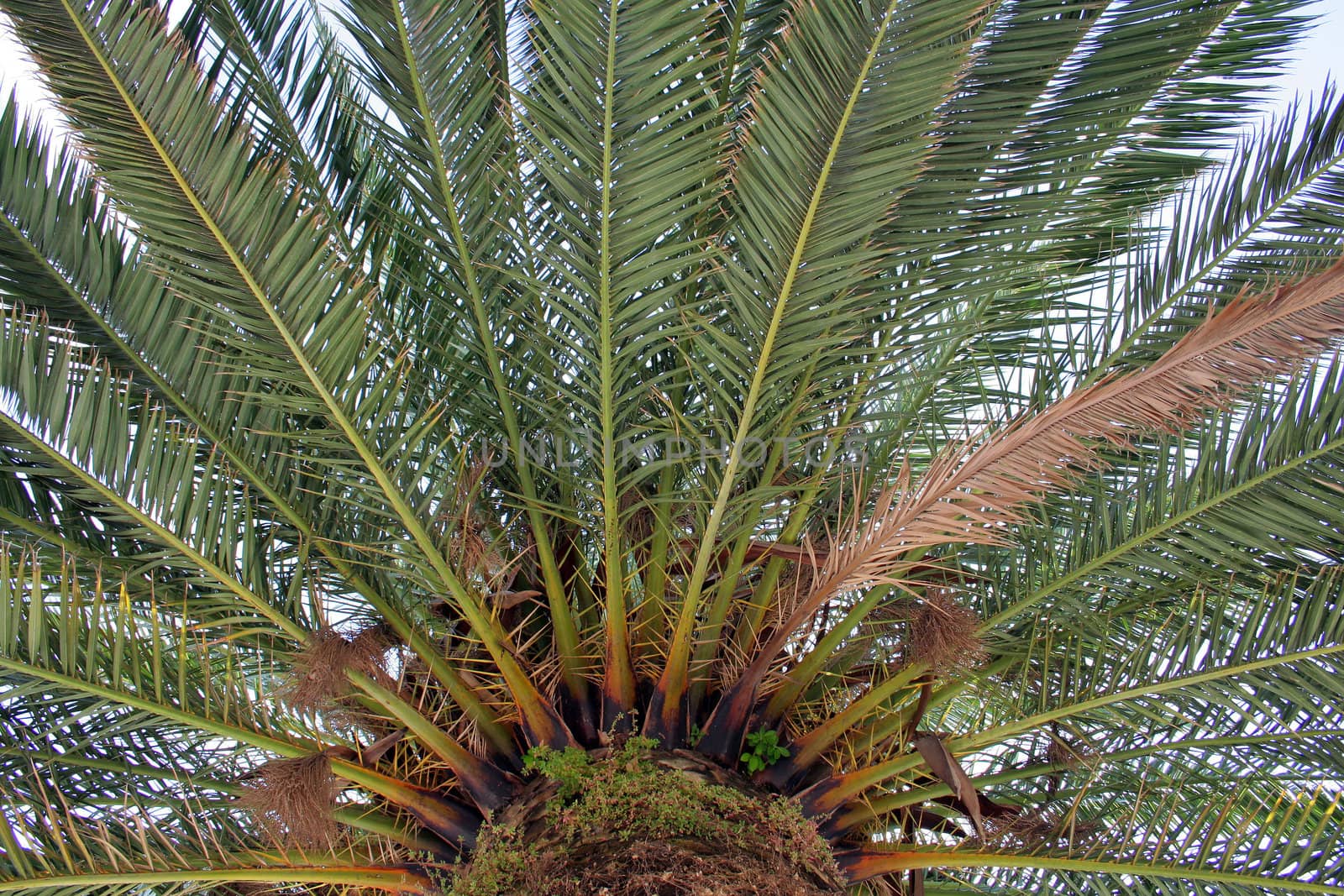 lonely palm in the coast