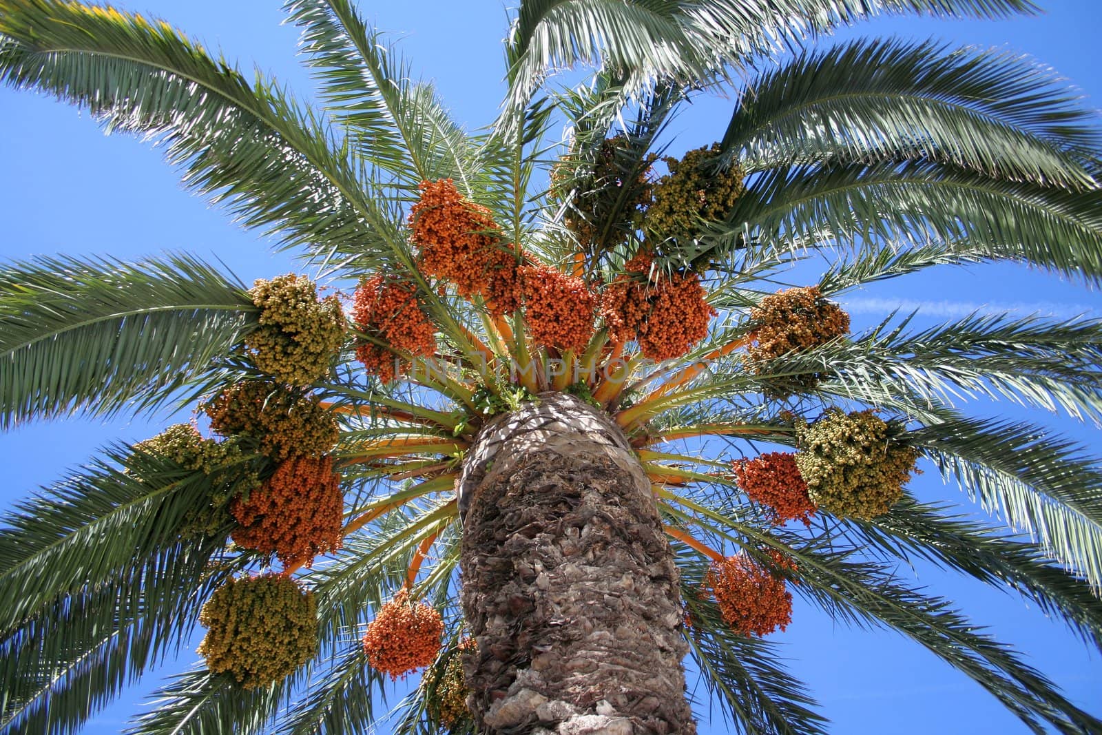 plenty of leaves lonely palm in Trogir (Croatia)