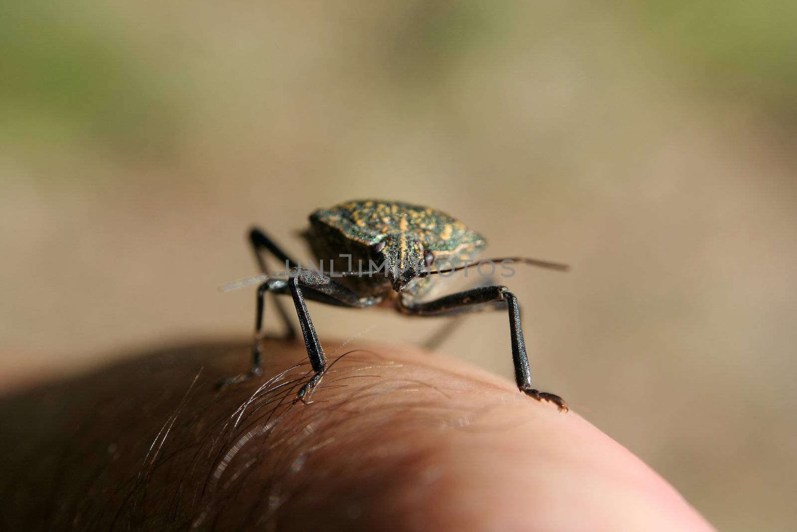 a bug walking on hand