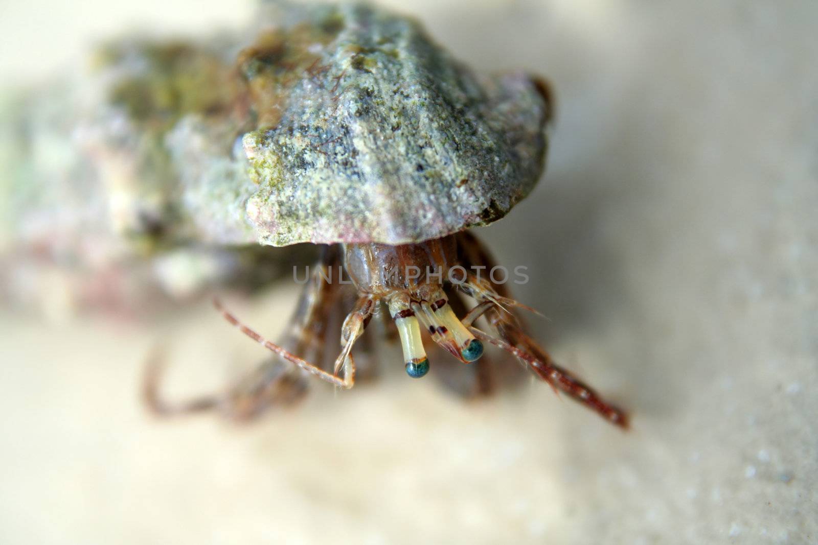hermit crab by furzyk73