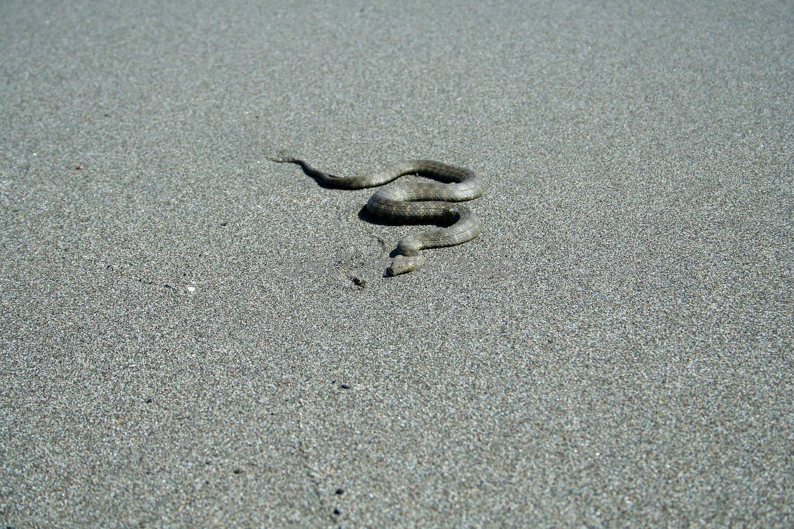 wild snake on the beach by furzyk73