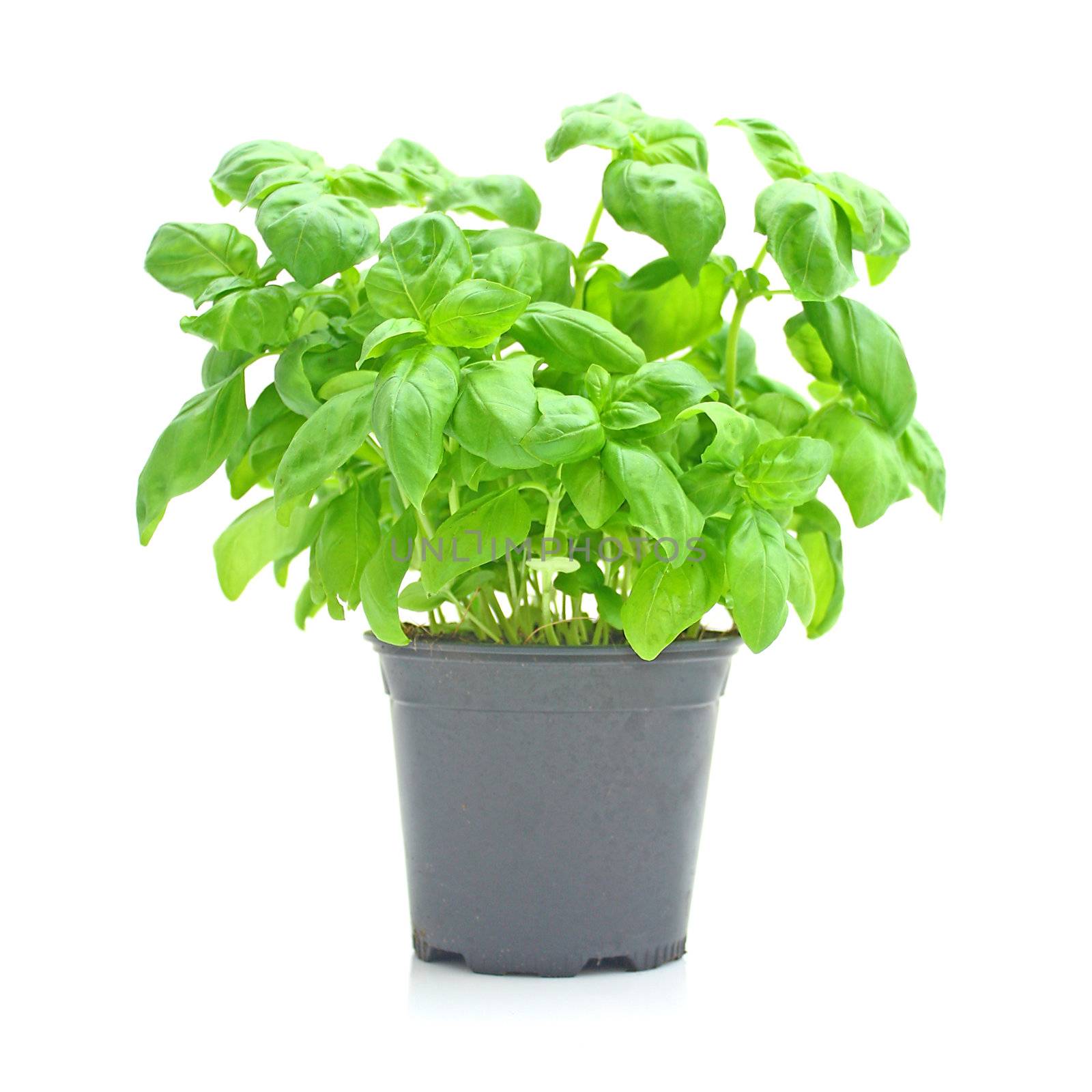 Basil