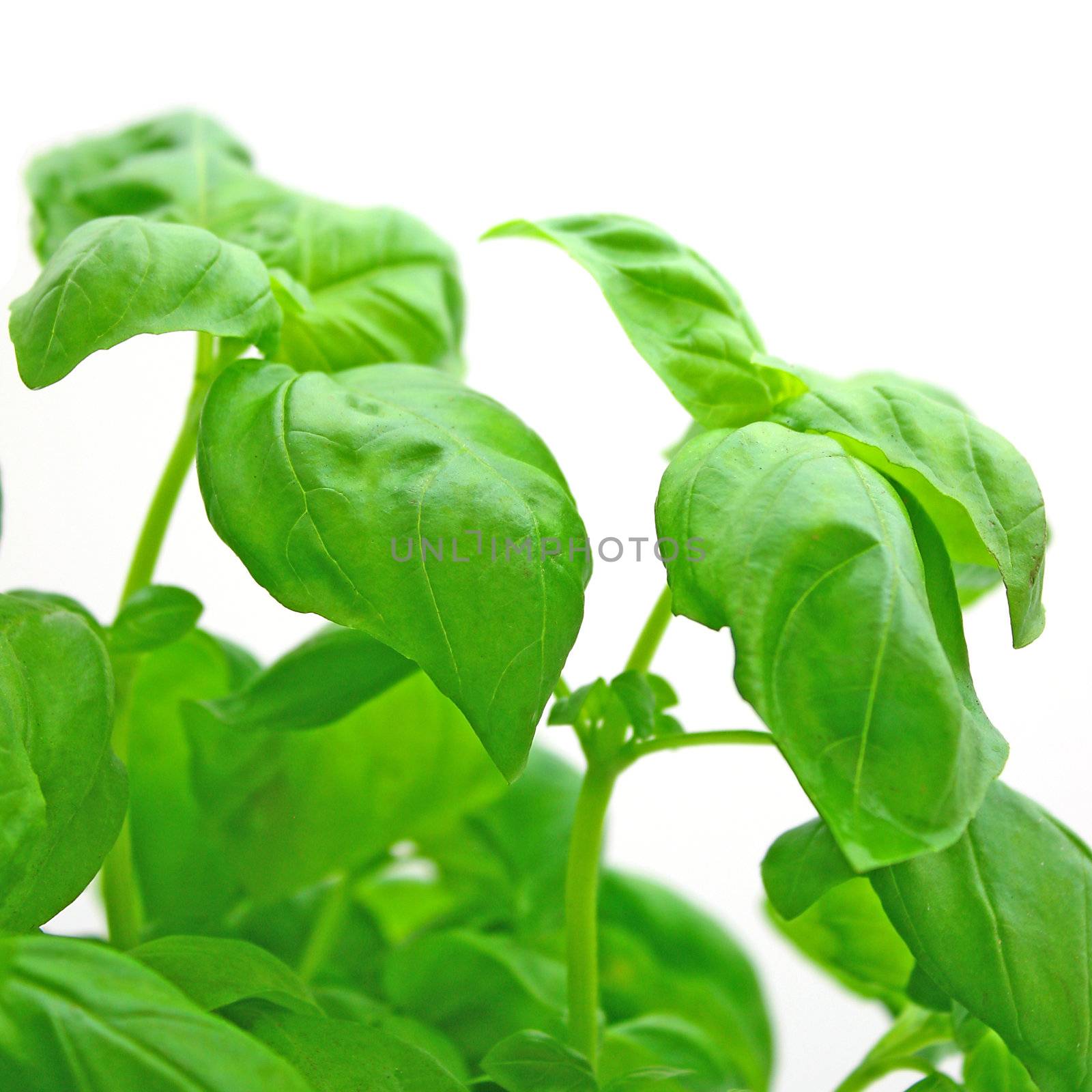 Basil by juweber