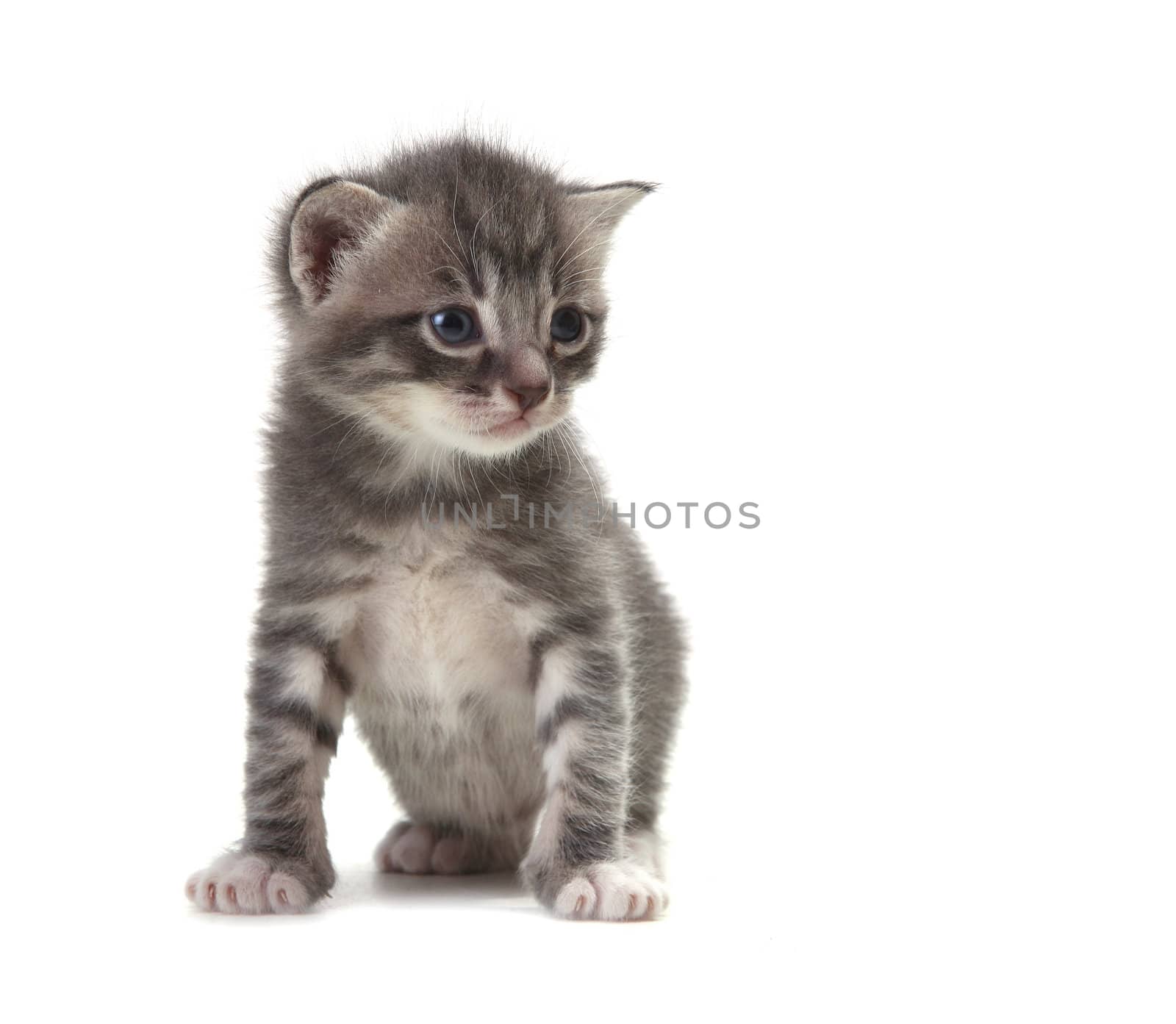 Adorable Cute Kitten on a White Background