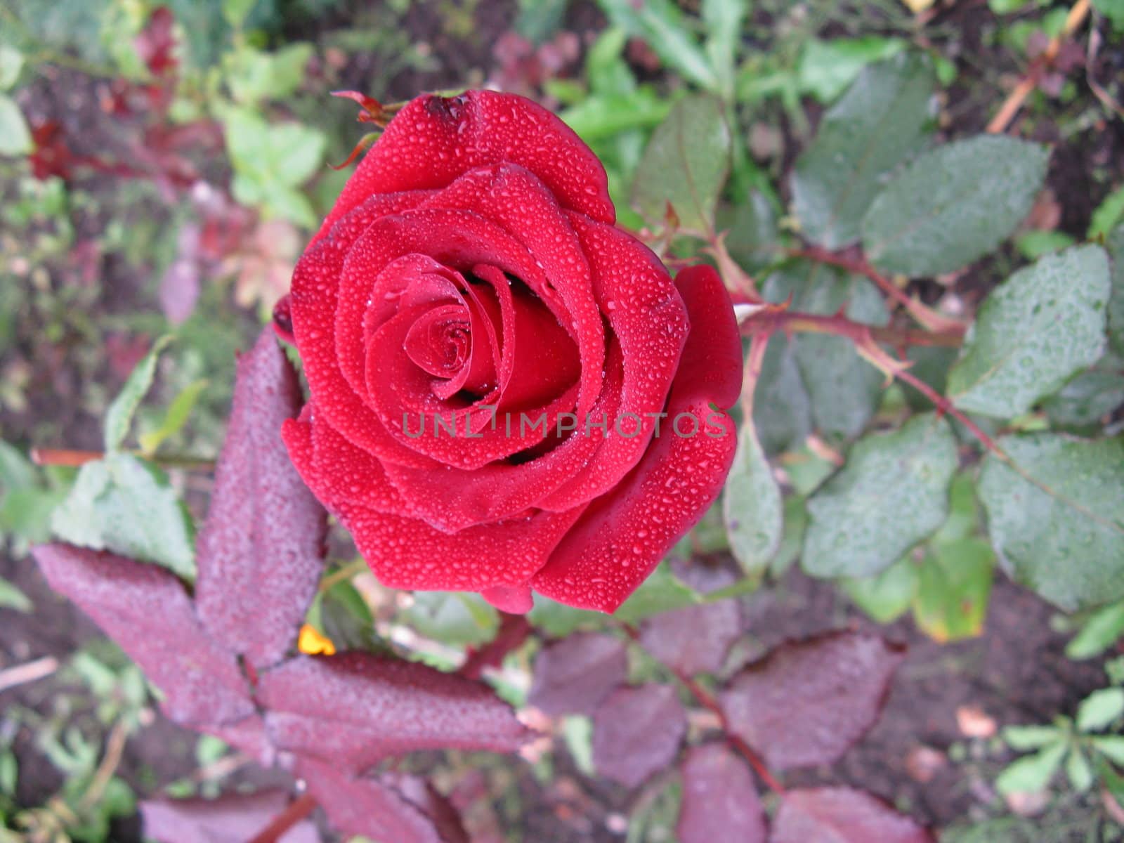  red rose after the rain