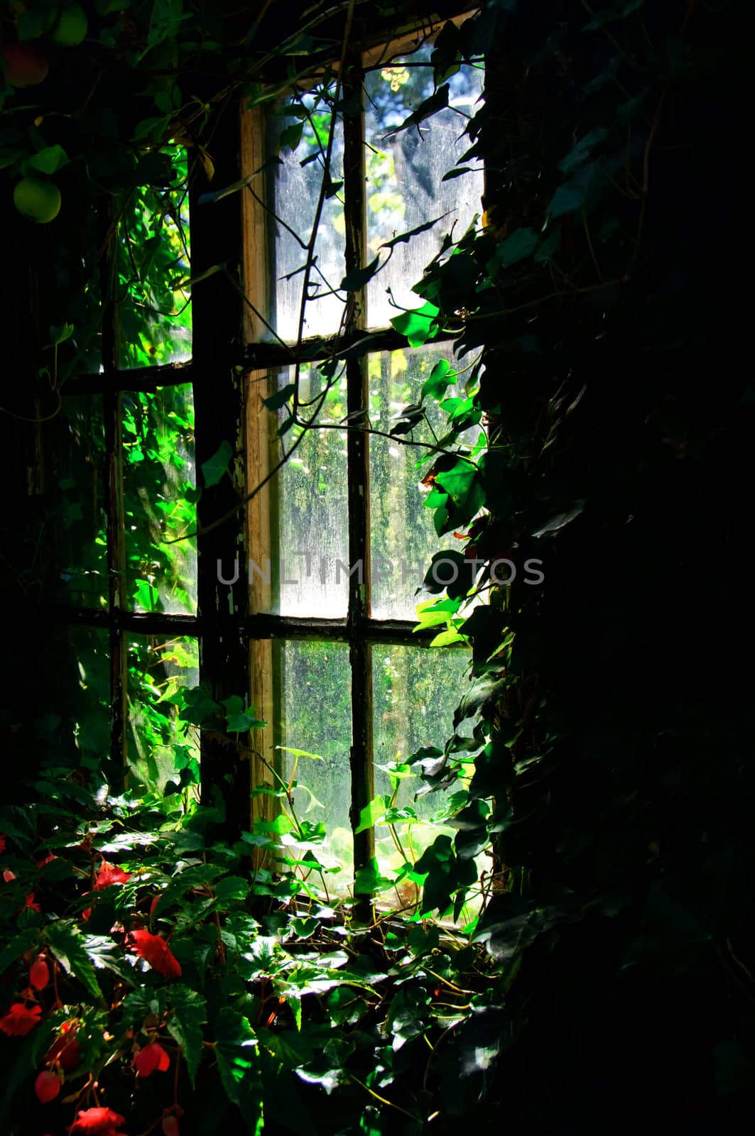 An old window overgrown with ivy and Begonia