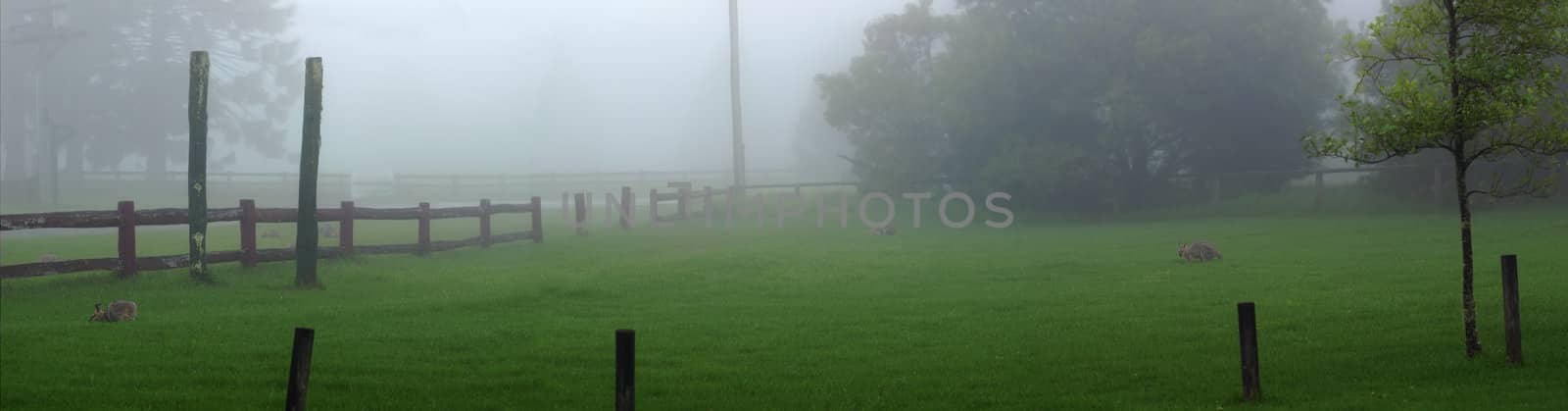 misty morning on the Bunya Mountains by sherj