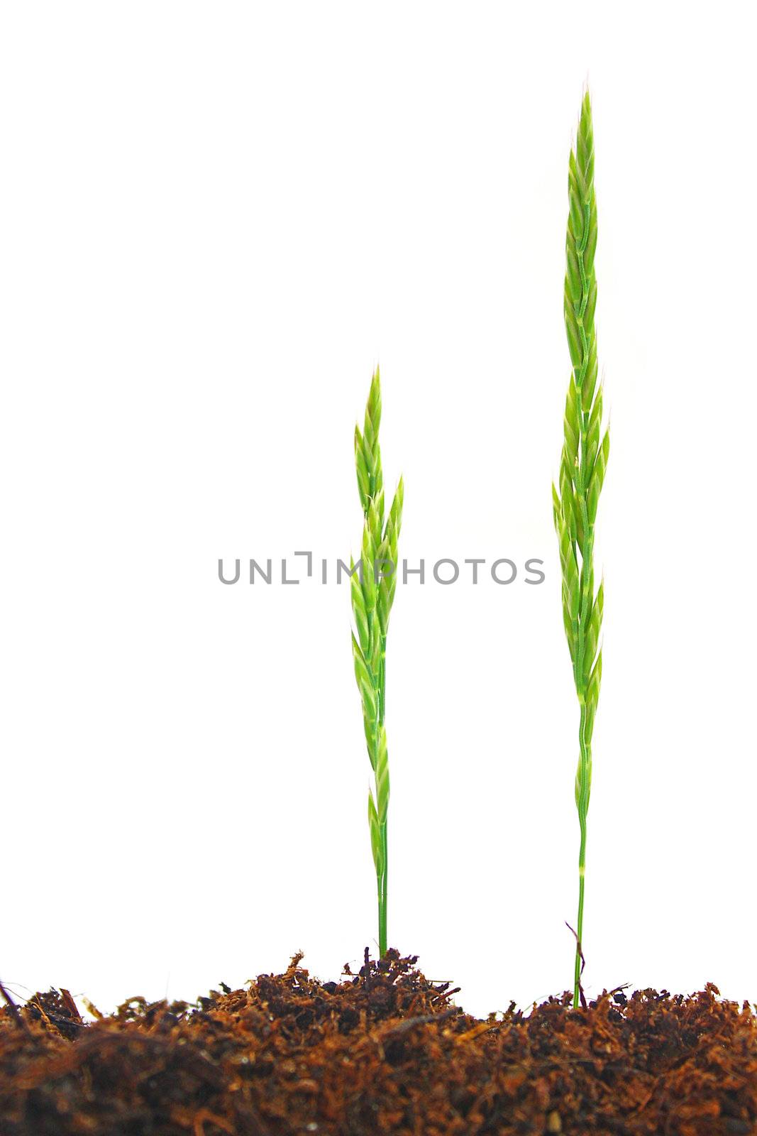 Grass by juweber