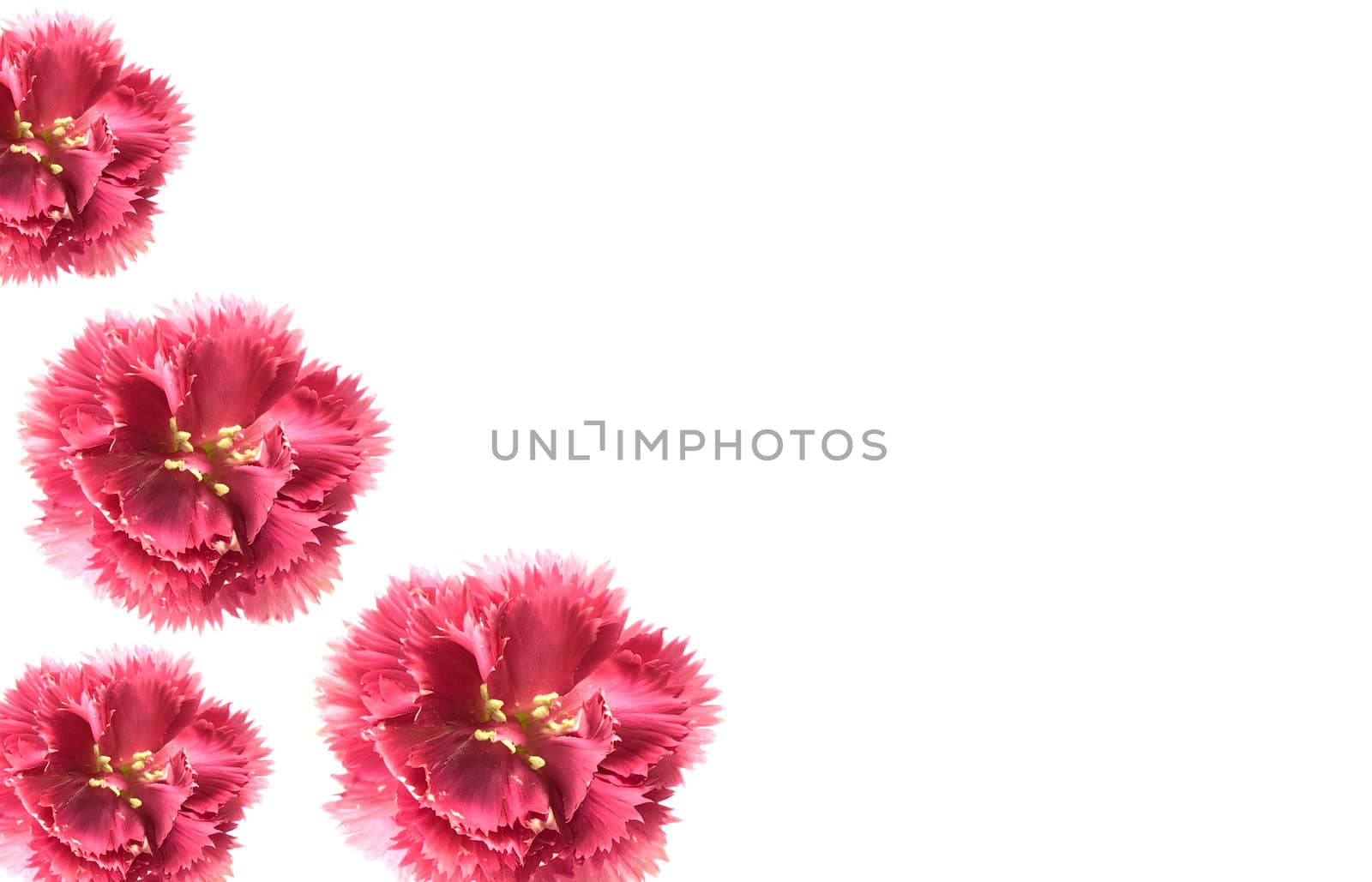  pink carnations isolated on white background