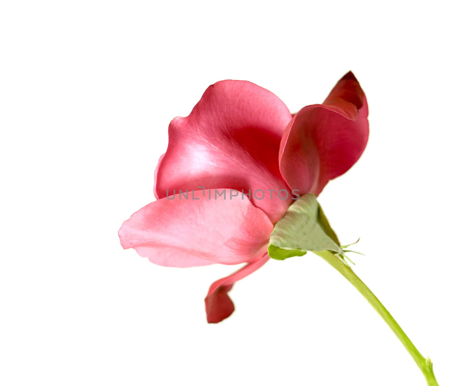 red rose flower isolated on white background