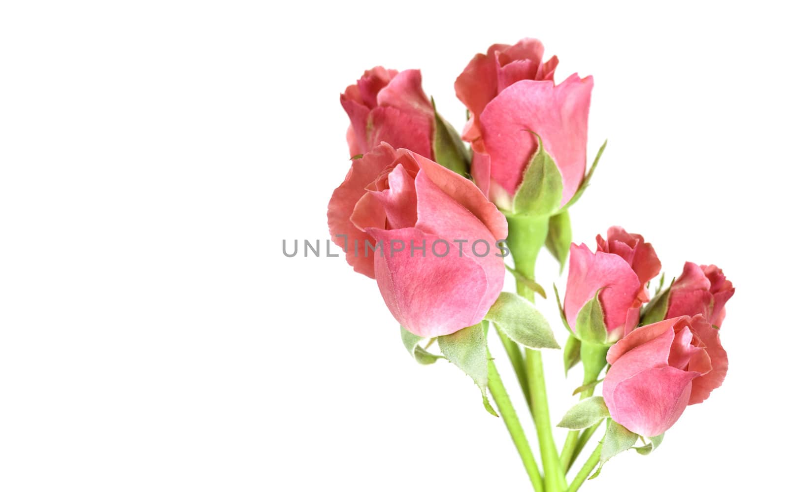 six red rosebuds in a posy isolated on white background