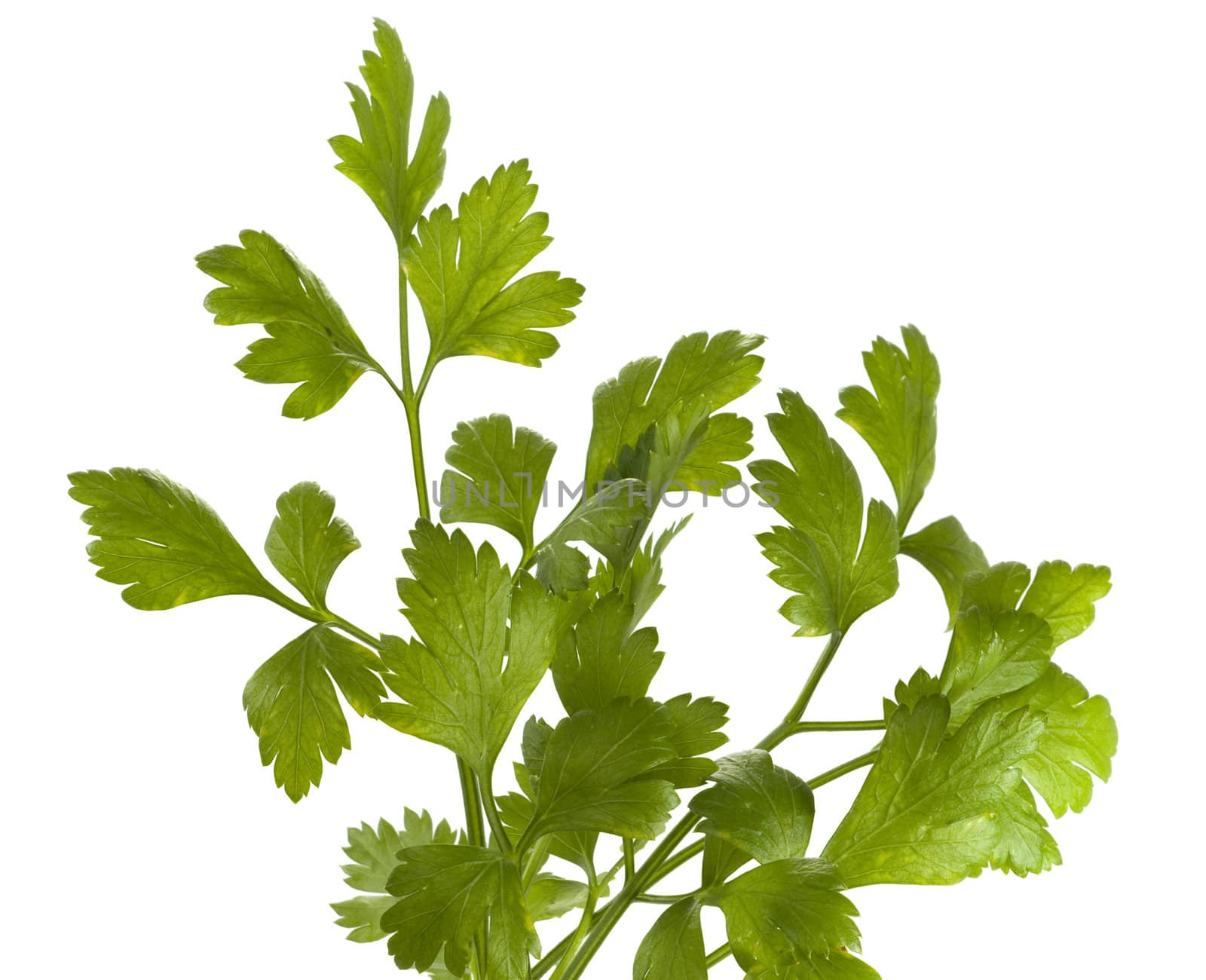 sprig of organic italian parsley isolated on white background