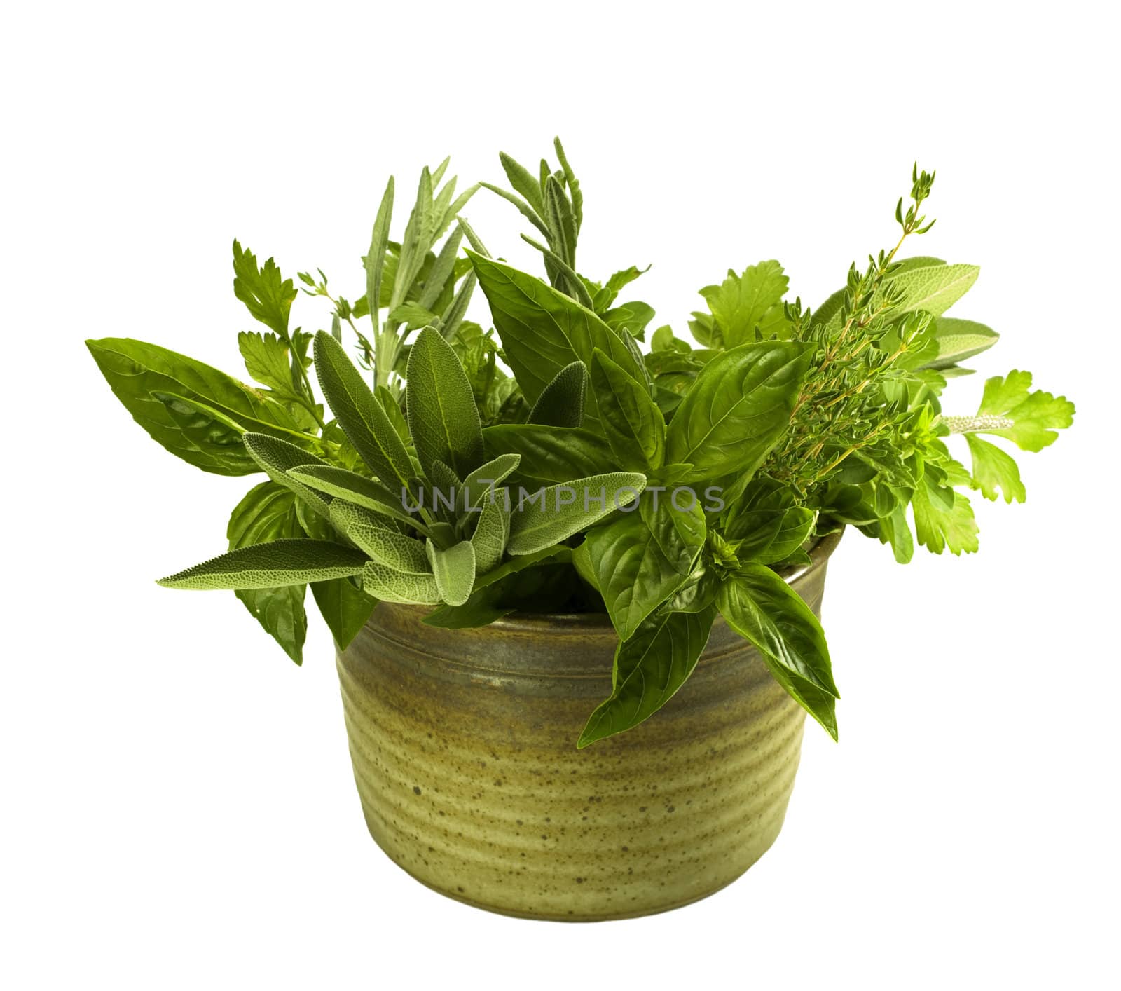 bunches of fresh organic herbs in kitchen pot