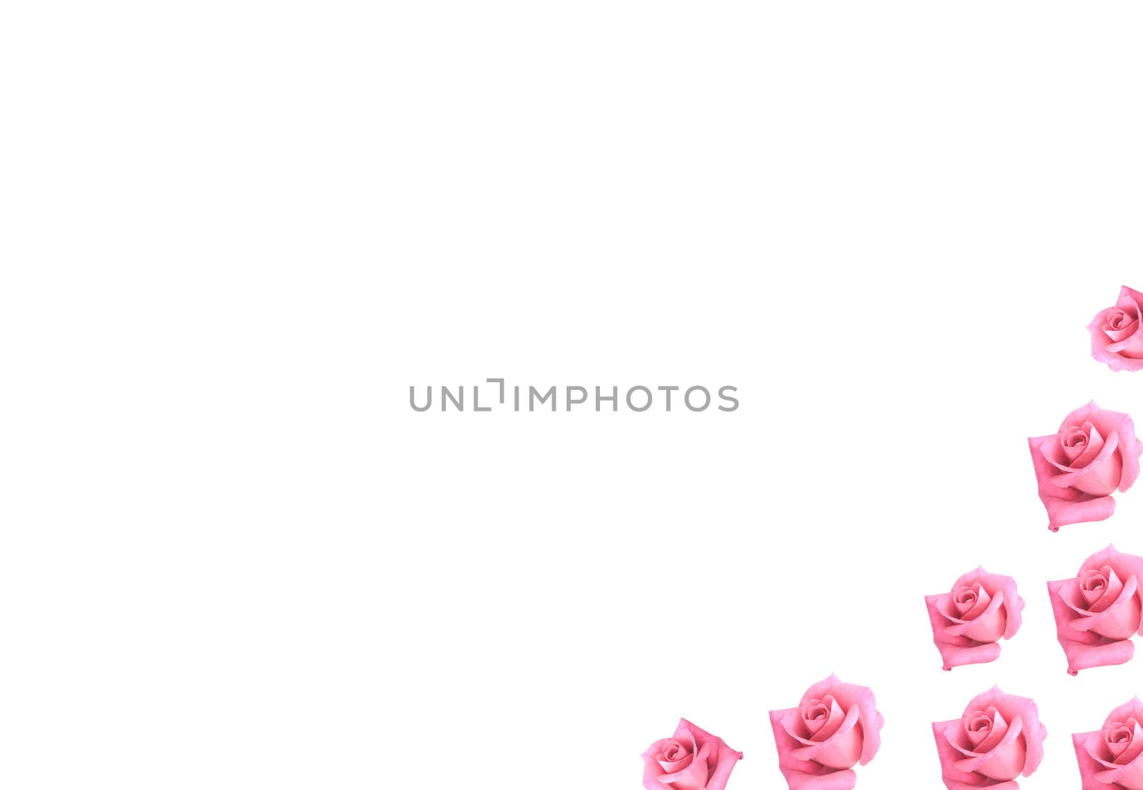 pink rose flowers isolated on white background as border for card or scrapbooking
