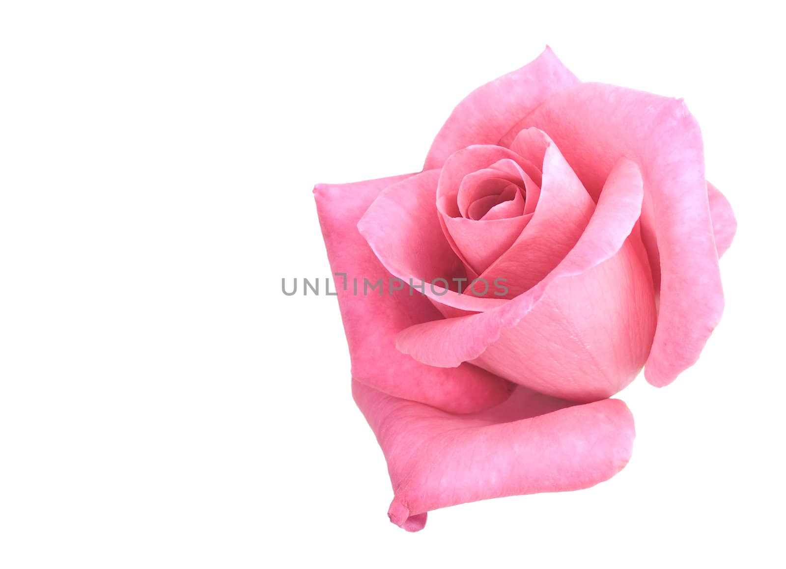 pink rose flower isolated on white background