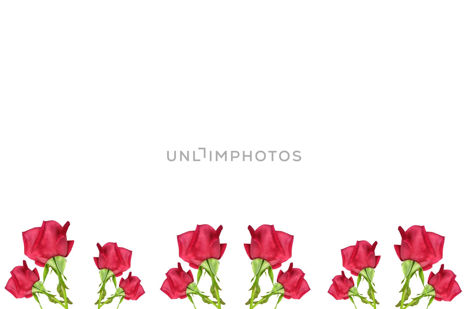 red rose flowers isolated on white background as border