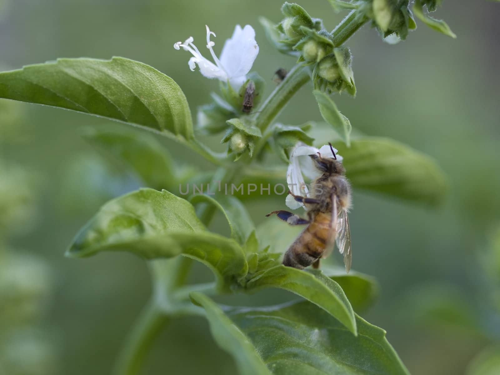 busy honey bee deep inside basil bloom collecting pollen