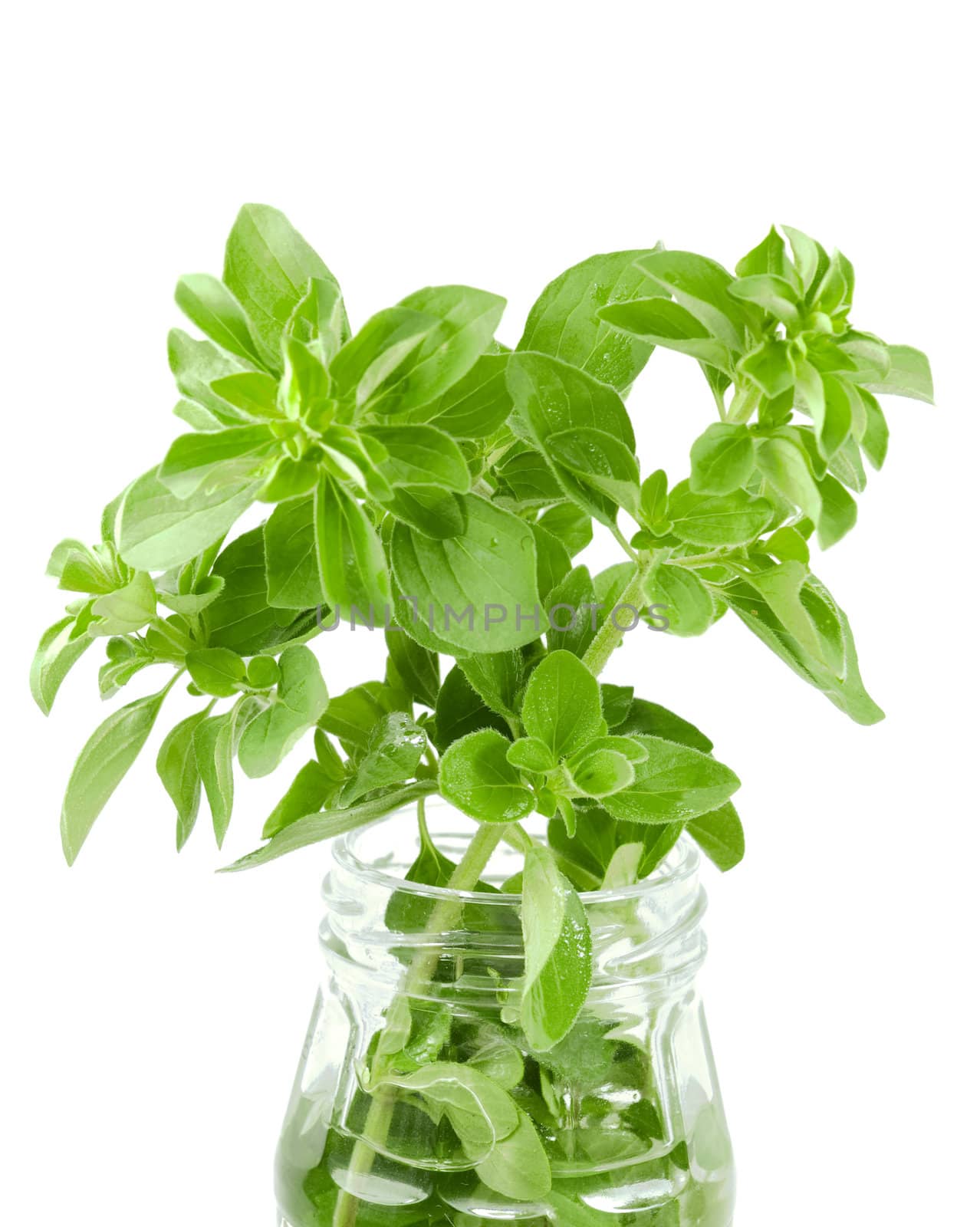 fresh organic herbs basil sprig in a glass jar isolated on white background