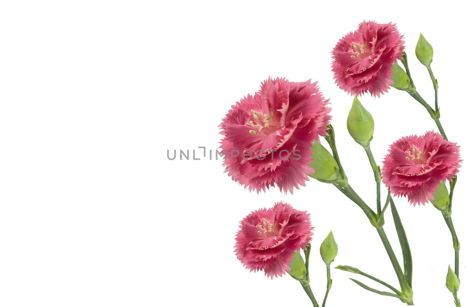 pink carnations in a bunch  isolated on a white background