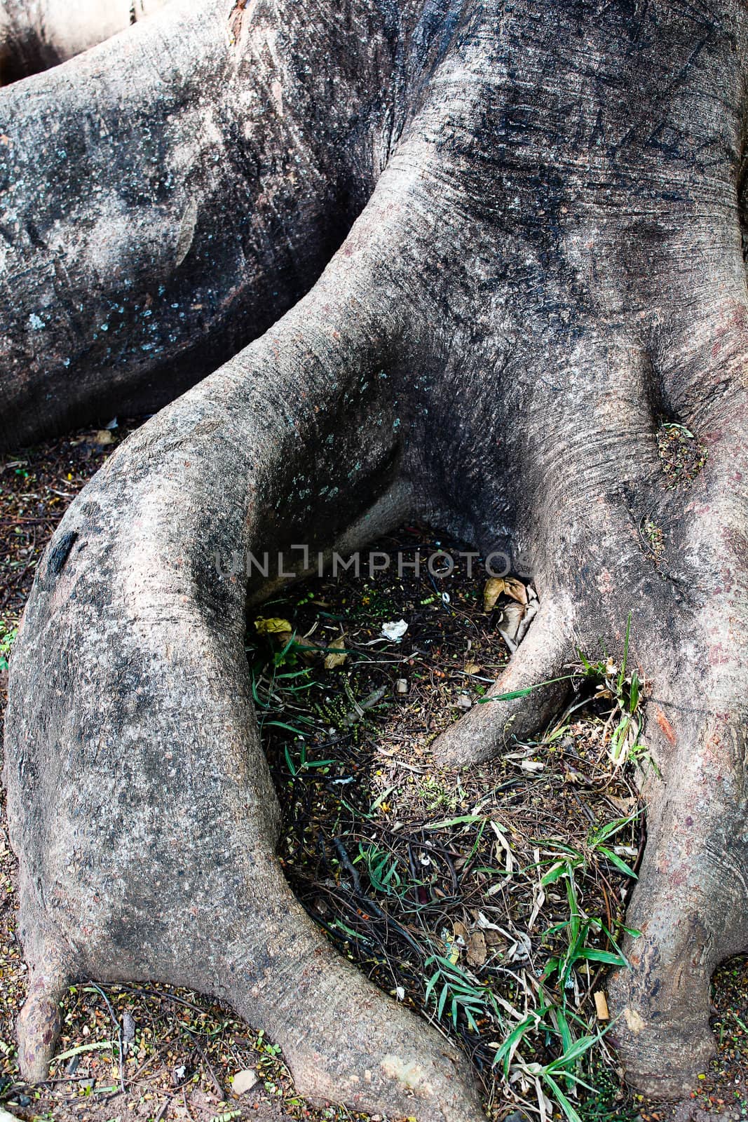 Roots of a Tree by Dania