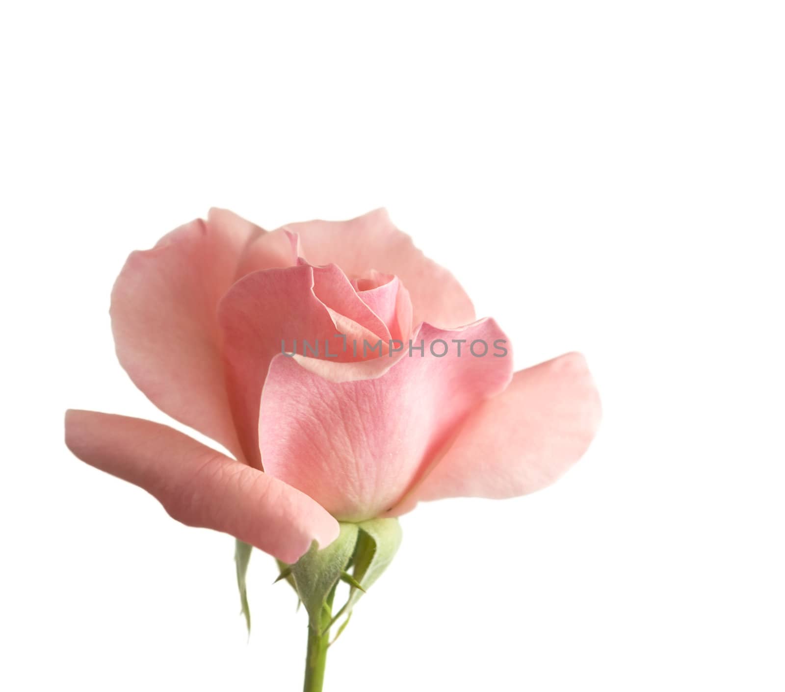 pink rose flower isolated on white