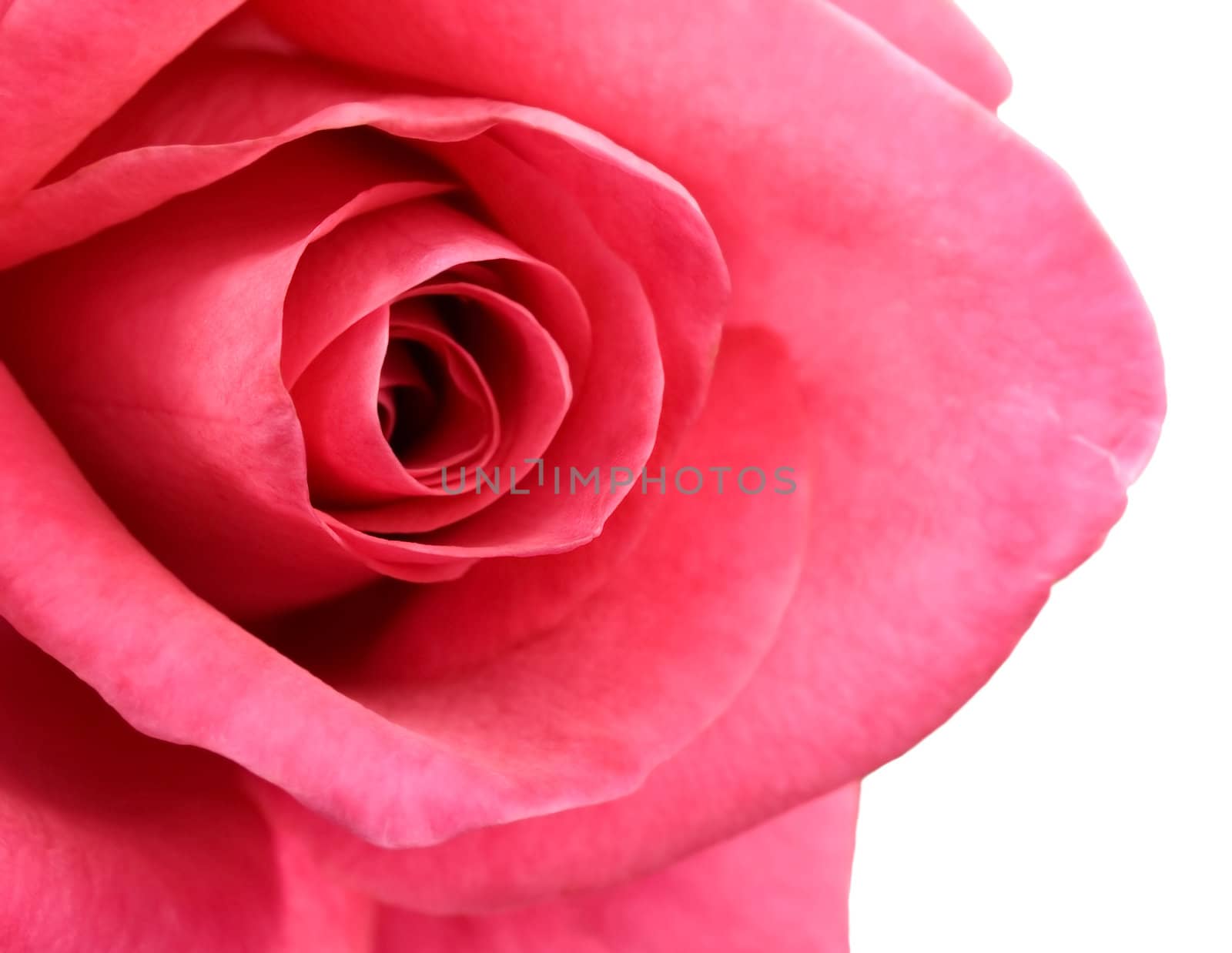 red rose flower close-up isolated on white background