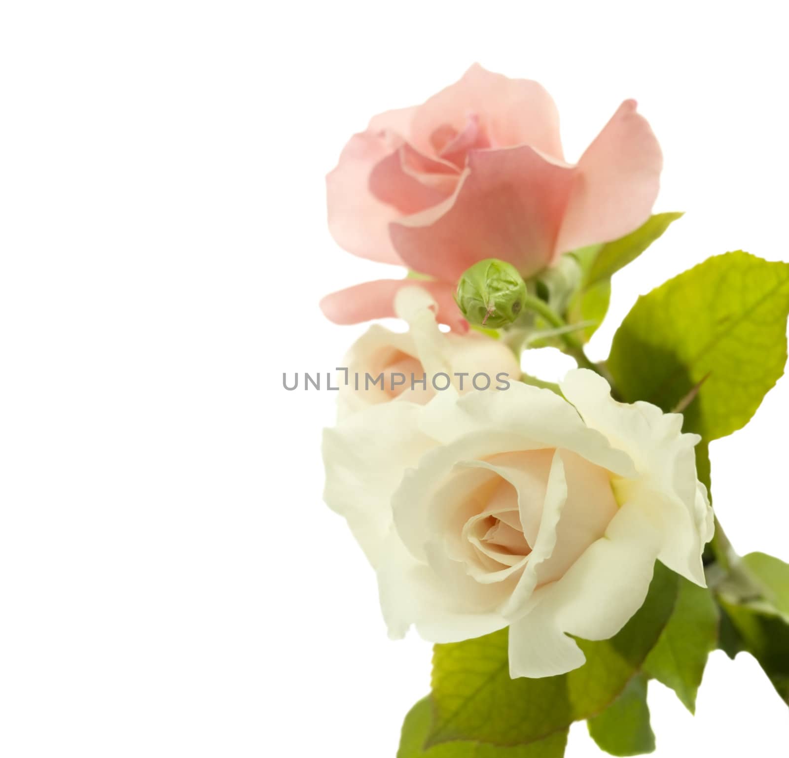 bouquet of roses border for stationary isolated on white