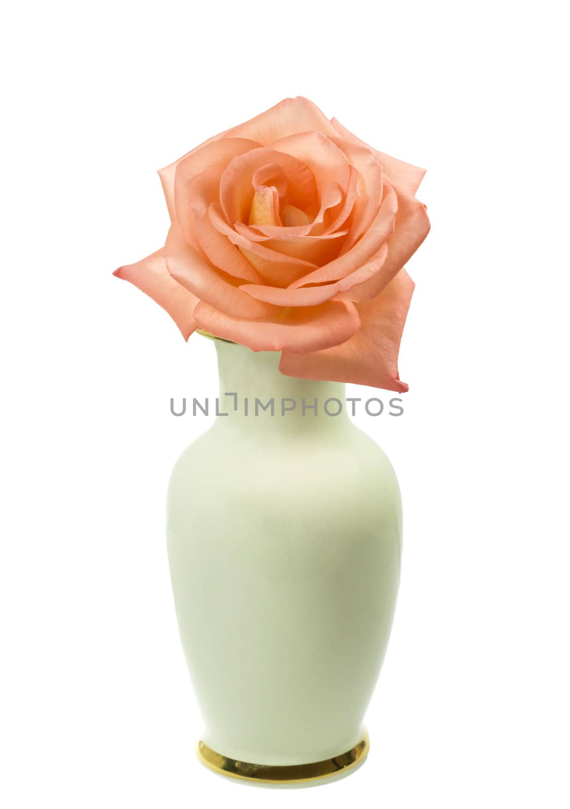 single rose flower in a vase isolated on white background