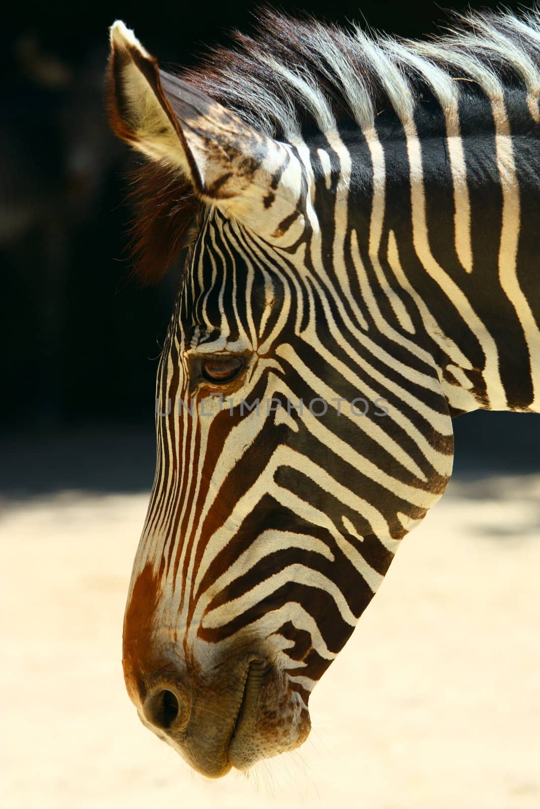 portrait of zebra by kalnenko