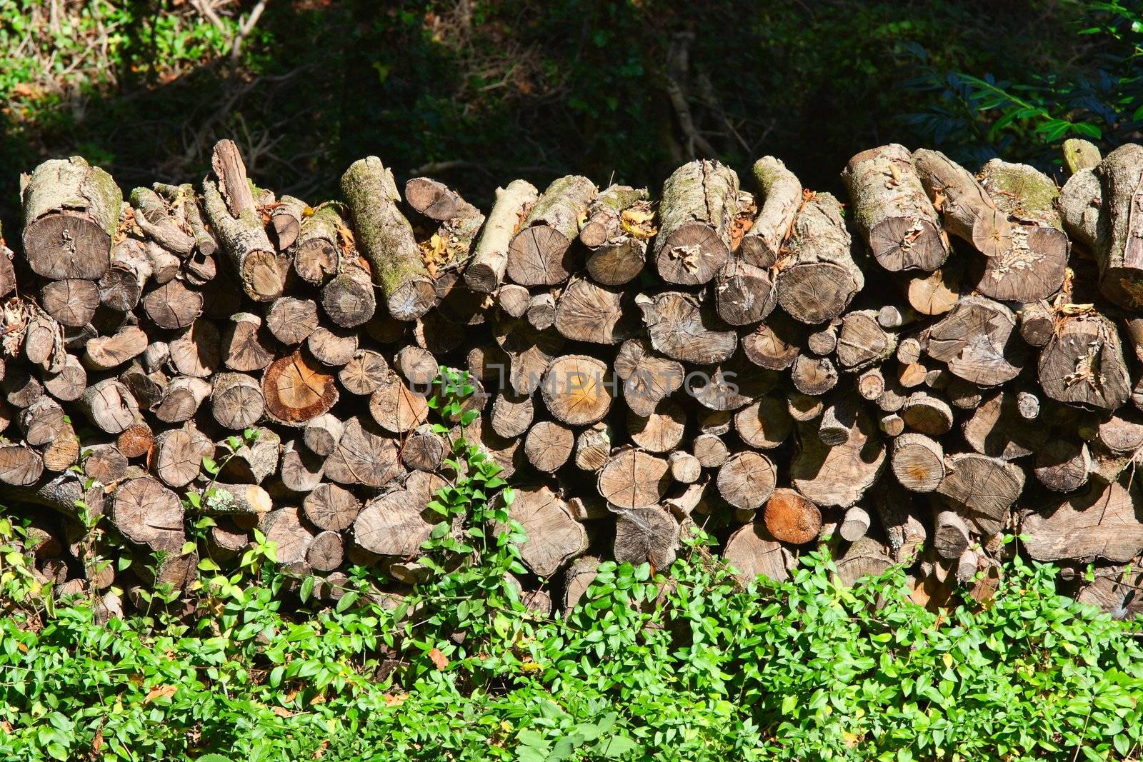 Stacked timber logs - fuel for fire -