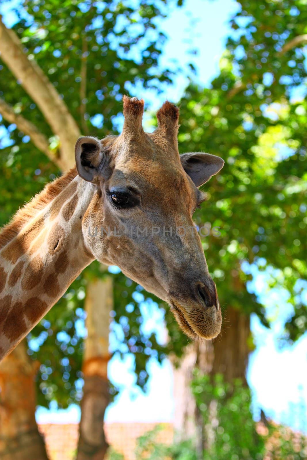 head of giraffe