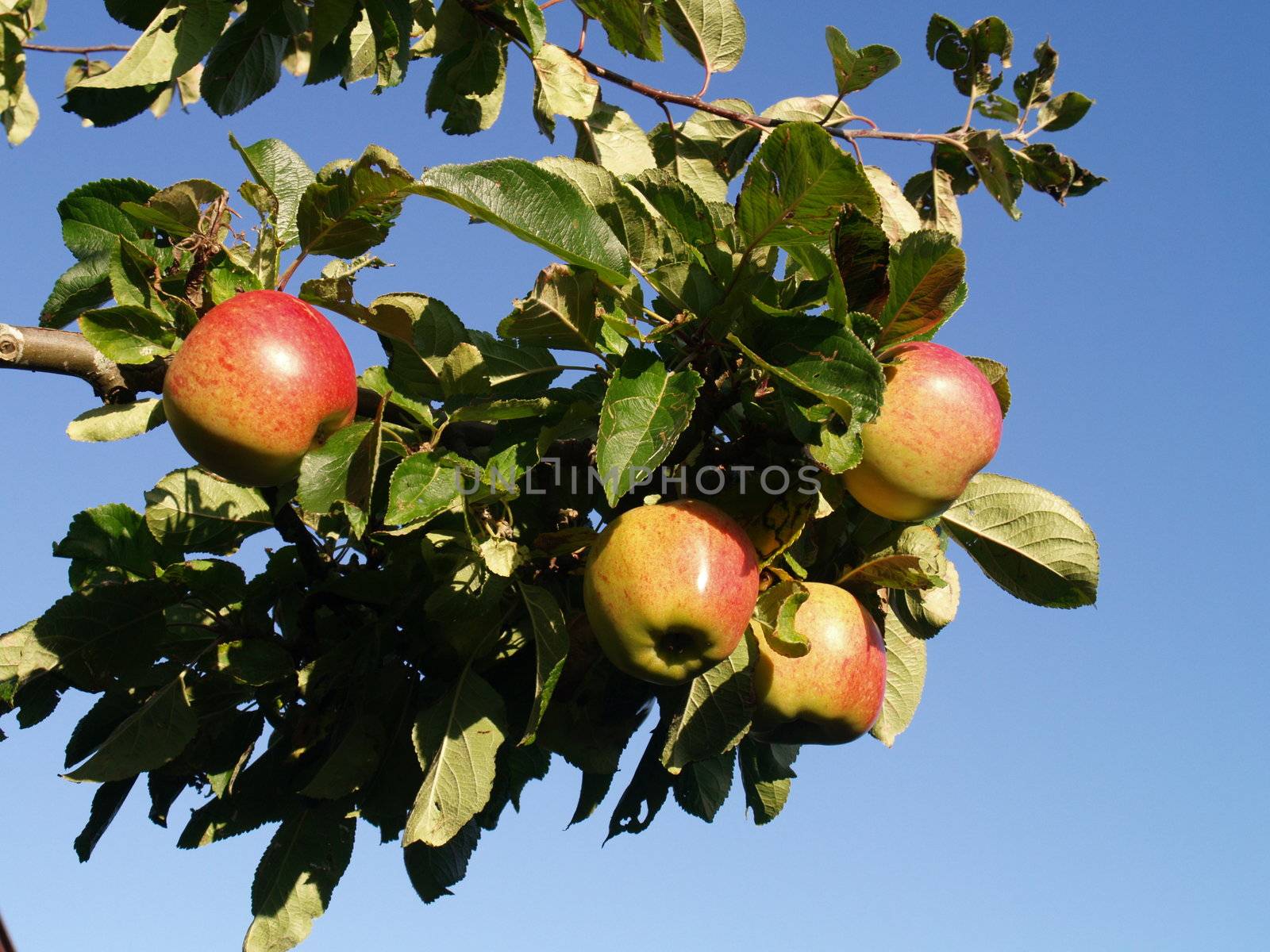 apple tree by viviolsen