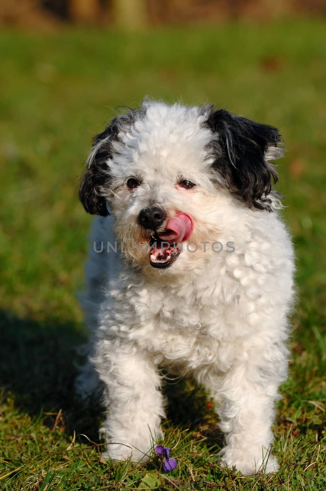 Don is standing in the sun with its tongue out of its mouth