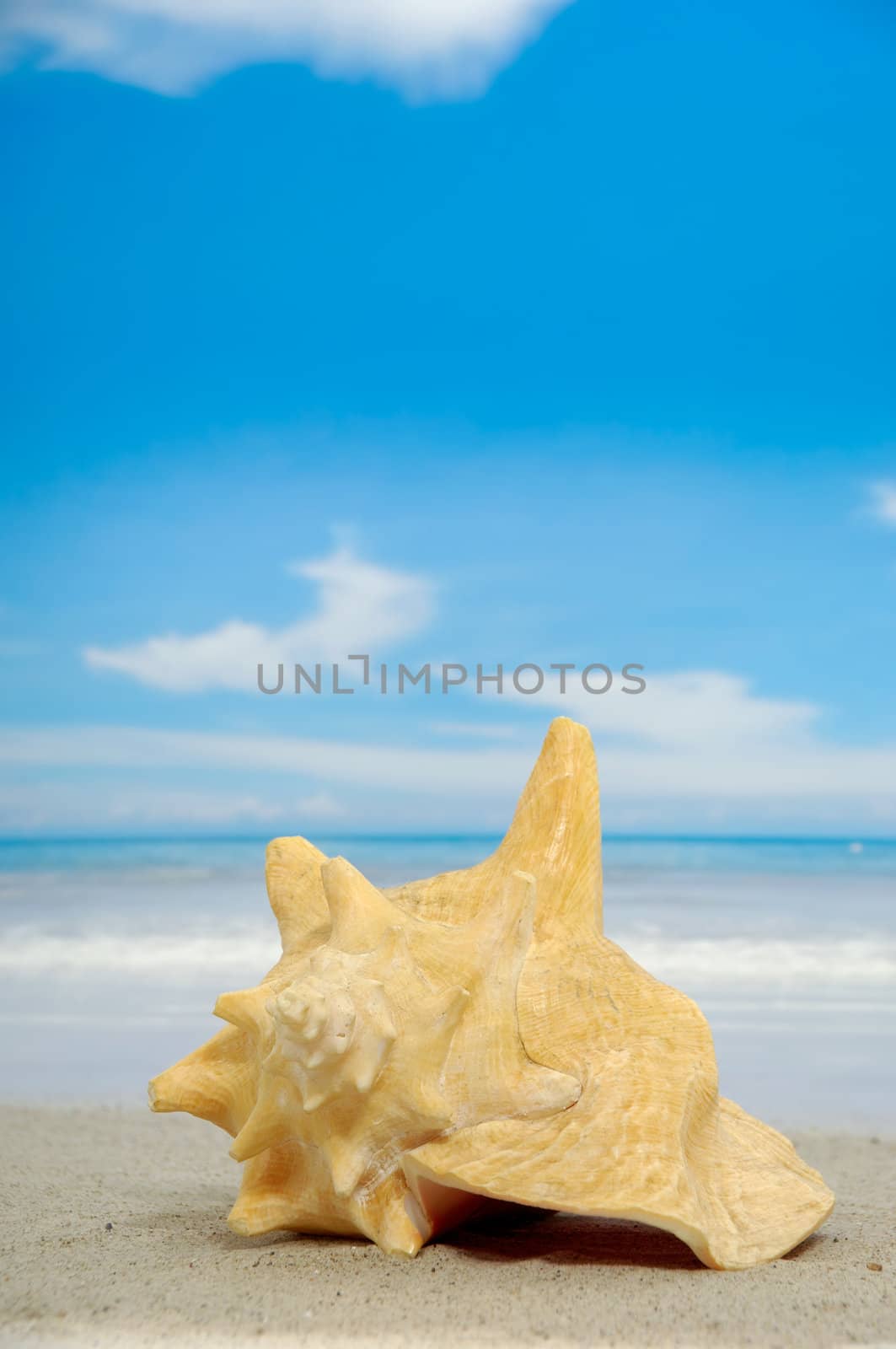 Conch on an exotic beach with the sea in the background.