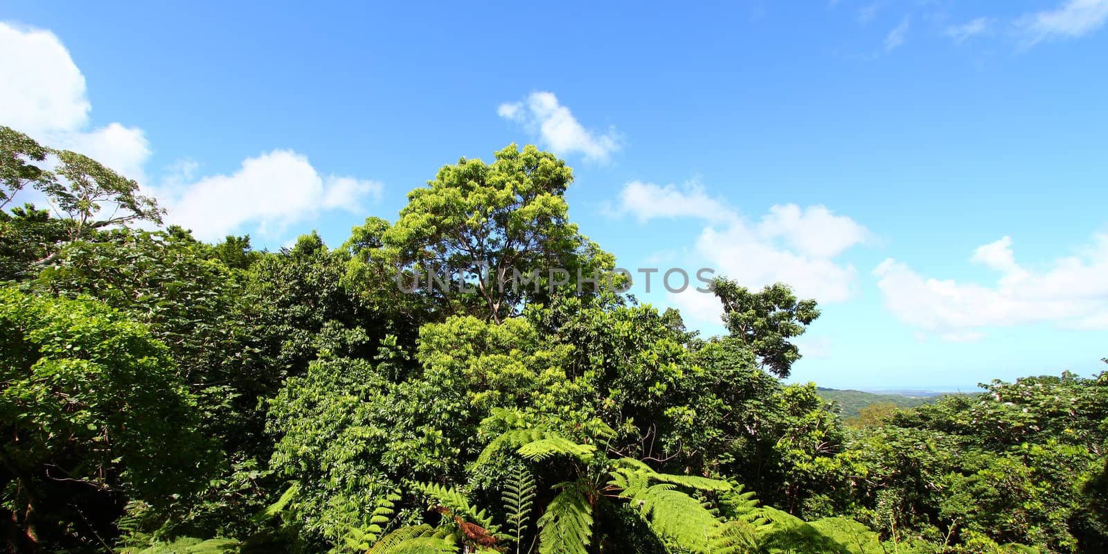 Panoramic view of the famous El Yunque Rainforest of Puerto Rico.