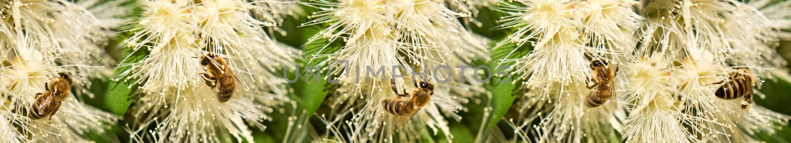Spring Bees collecting pollen  on white syzygium flowers border