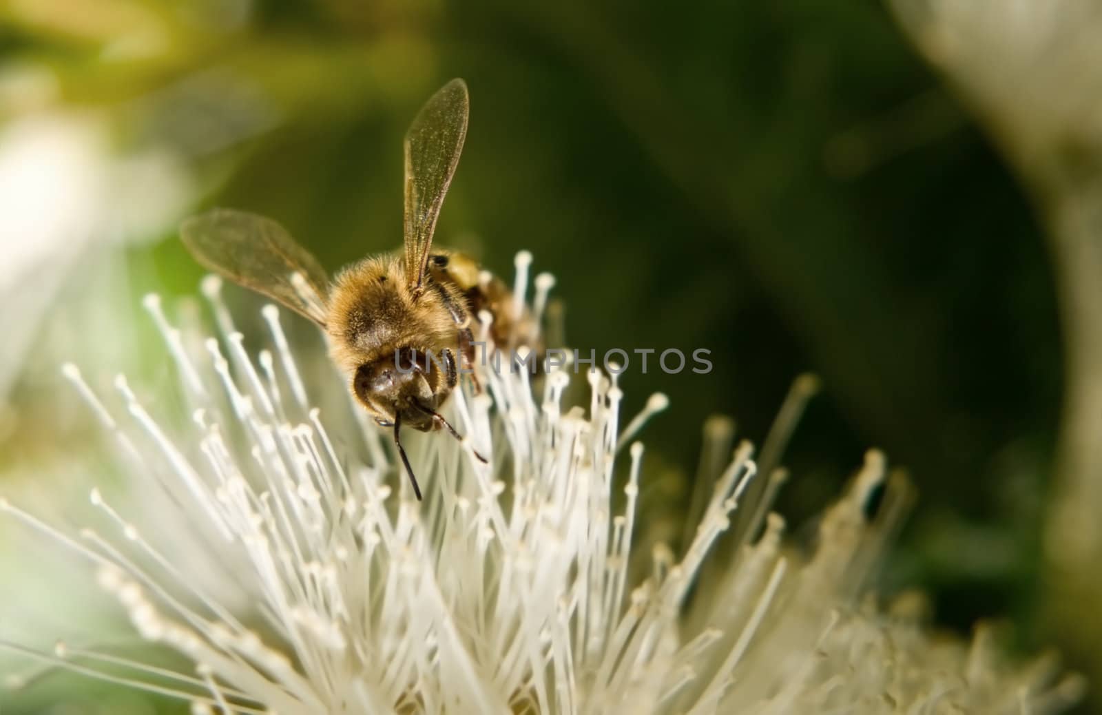 honey bee on white lillypilly flower