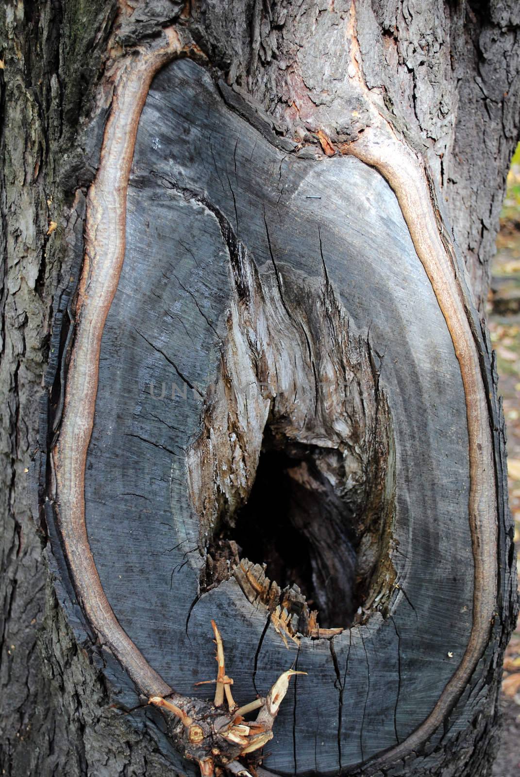 Big Hollow of squirrels in the tree