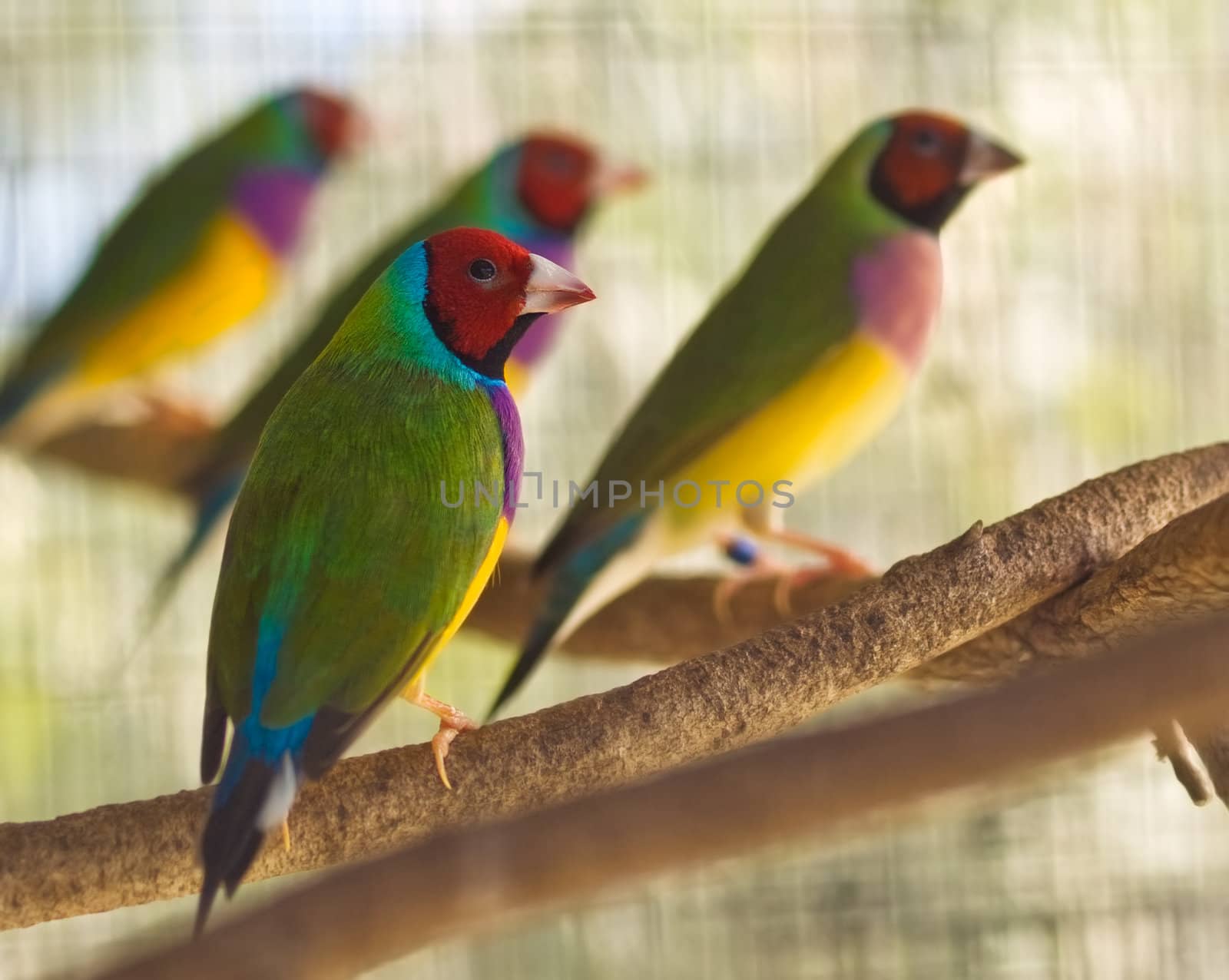 Australian gouldian finch native birds of Australia colorful redheads