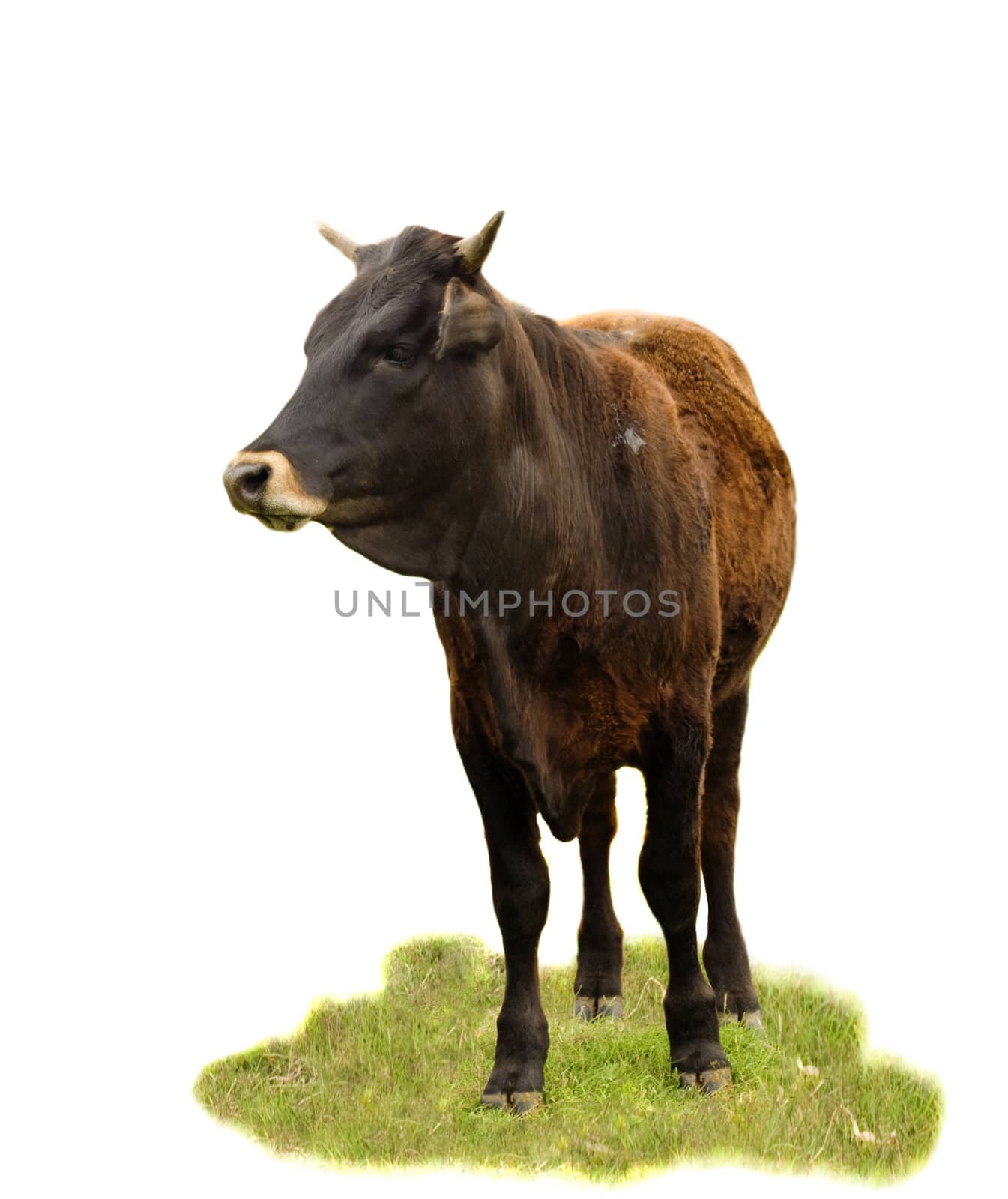 Australian beef cattle breed - cow isolated on white - angus, charolais, brahman cross