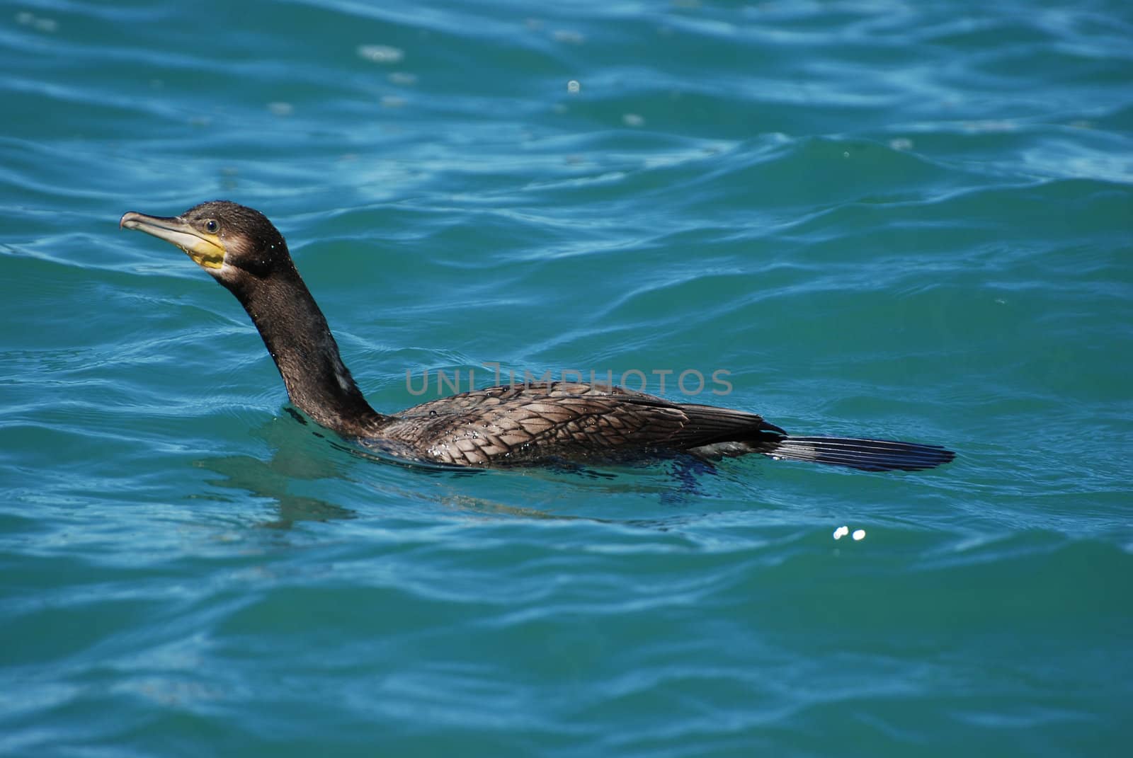 cormorant by prizzz