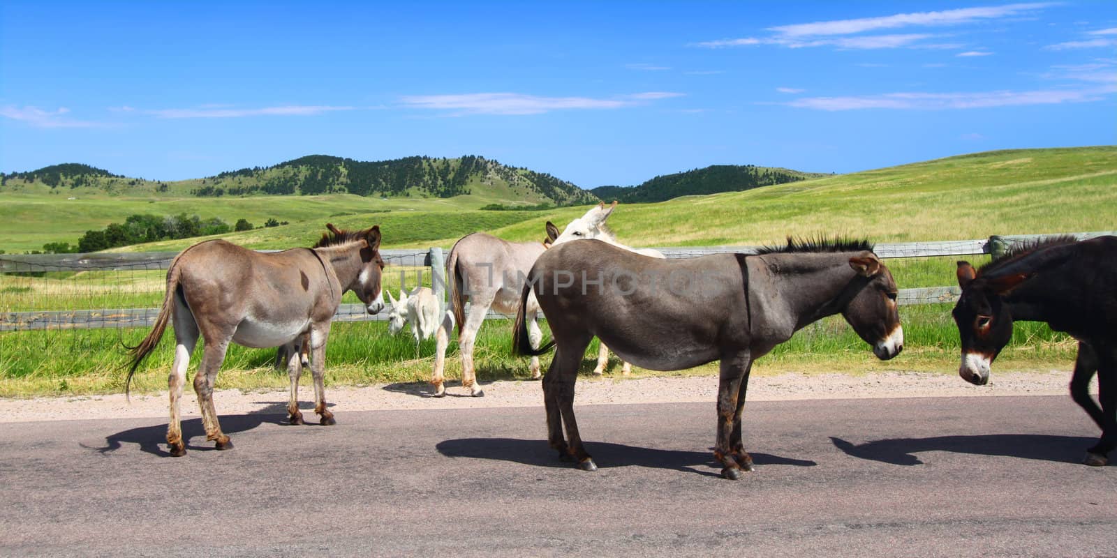 Famous begging burros on the Wildlife Loop Road at Custer State Park in South Dakota.