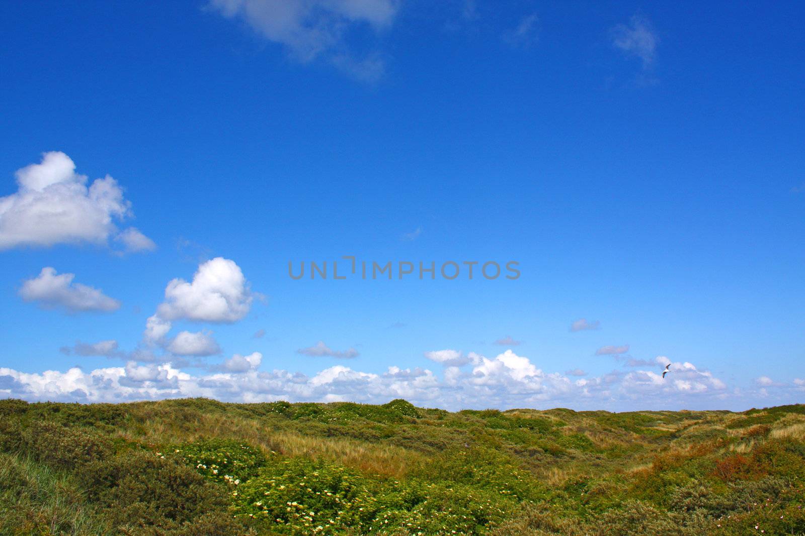 Dunes by juweber